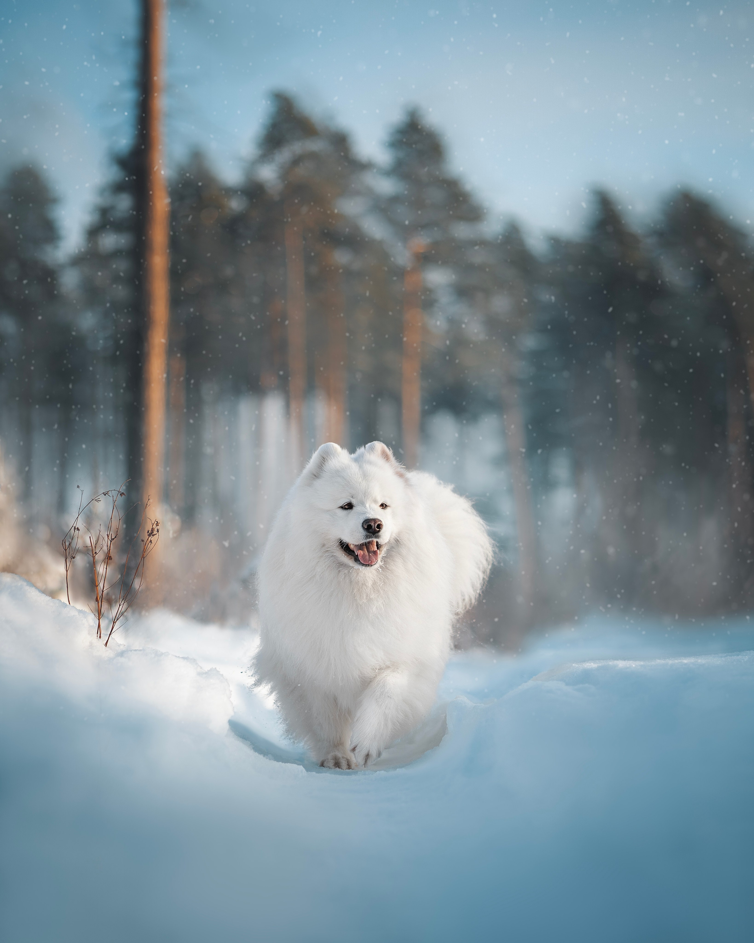 Фото собак, животных зимой. Фотограф анималист в Москве Майорова Евгения