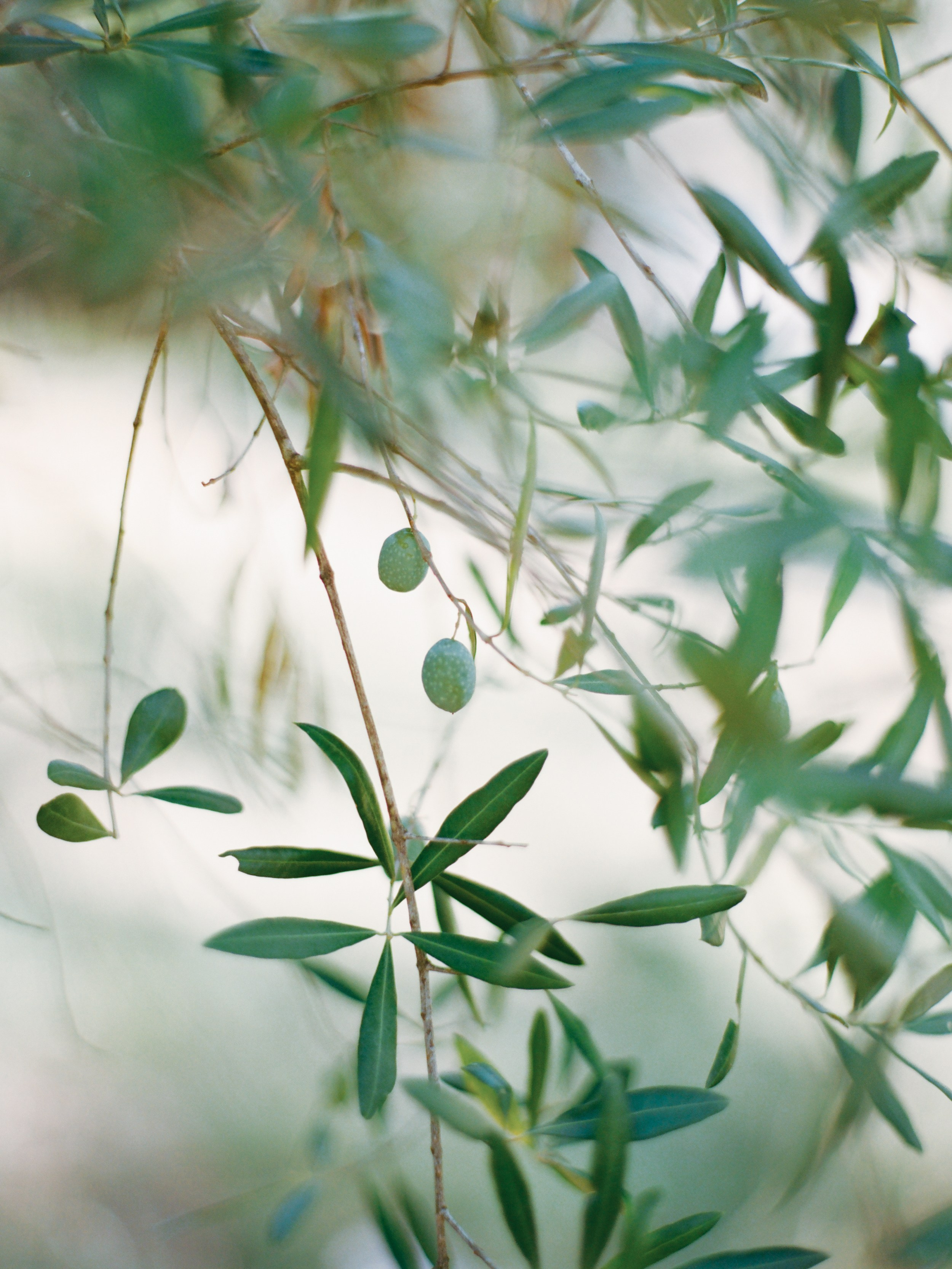 Свадьба в Черногории. Изящная фотография | Ксения Милушкина
