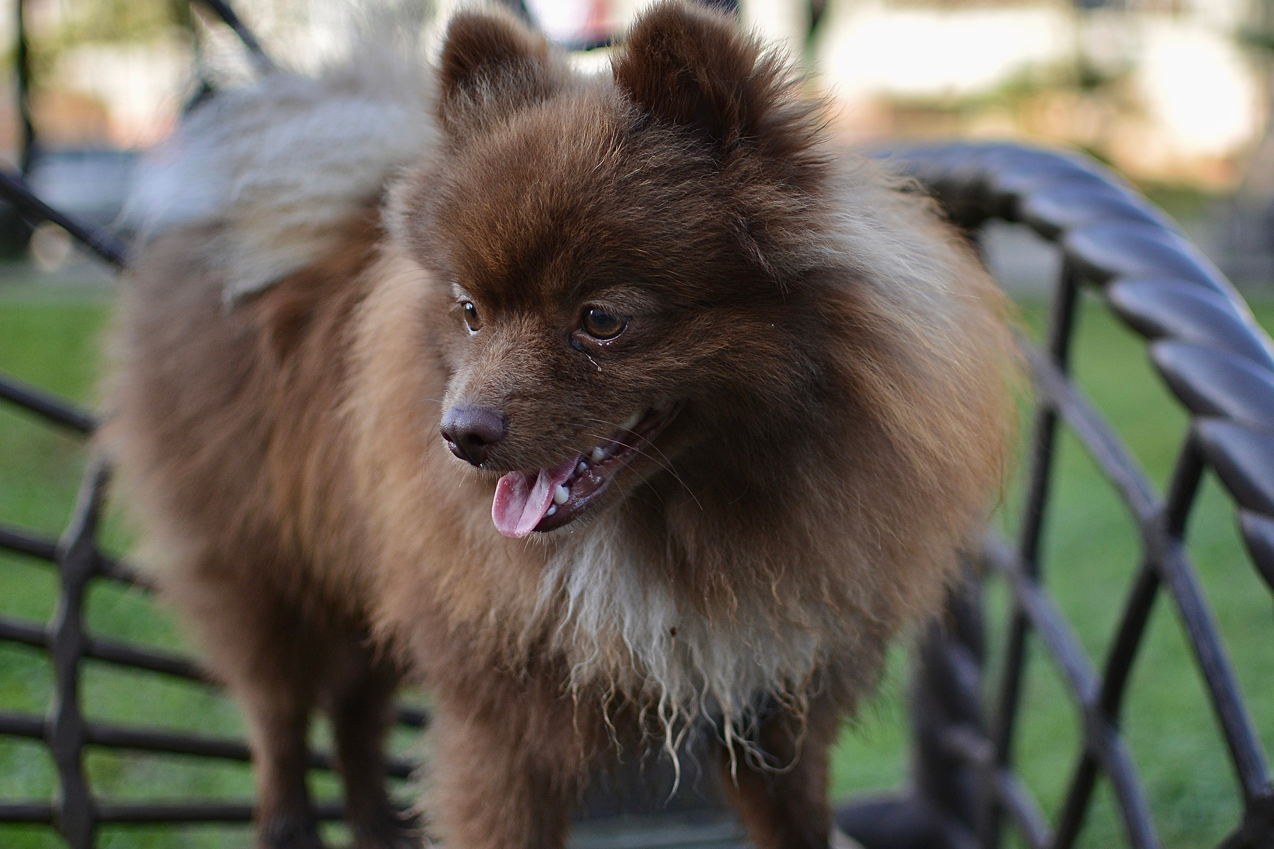 Животные. Фотограф • Елена Миронова