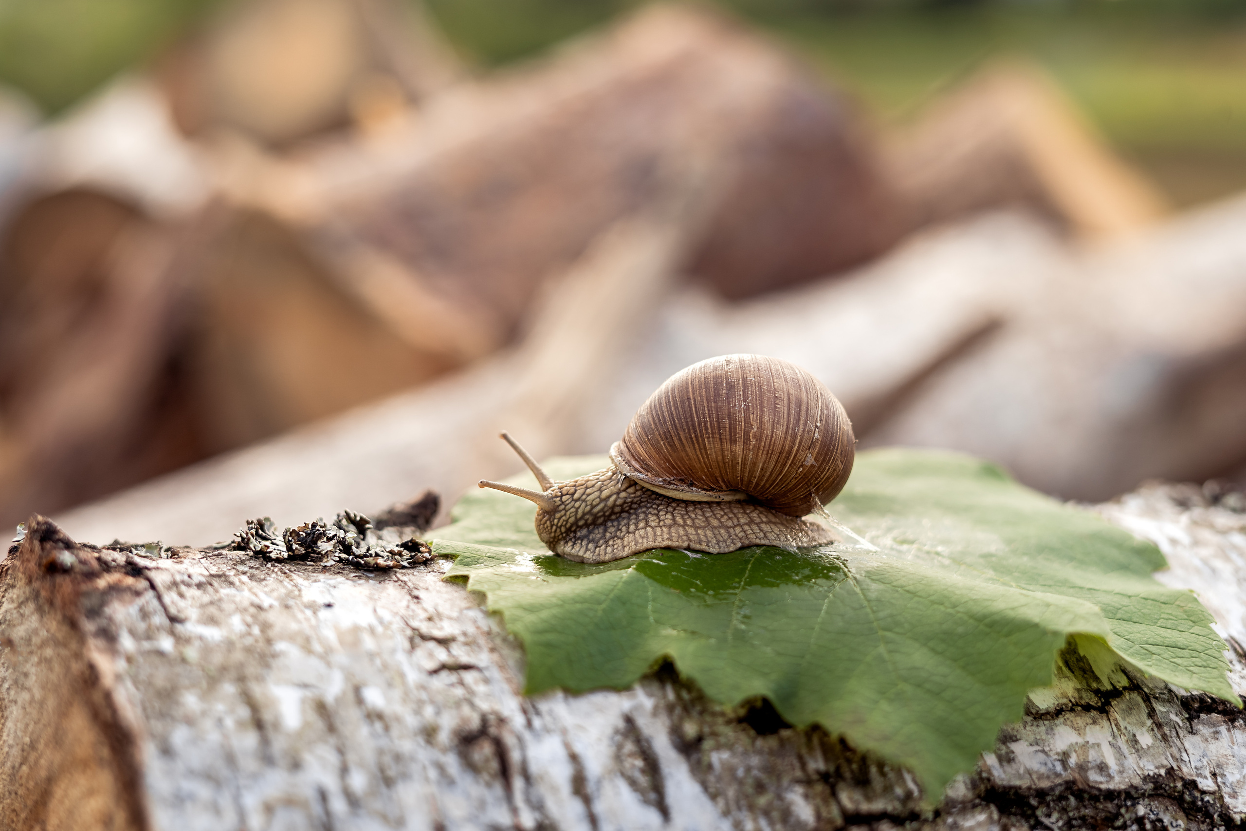 Фотосессии детские и семейные. Портретный и свадебный фотограф в Минске и в Беларуси Ольга Роговская