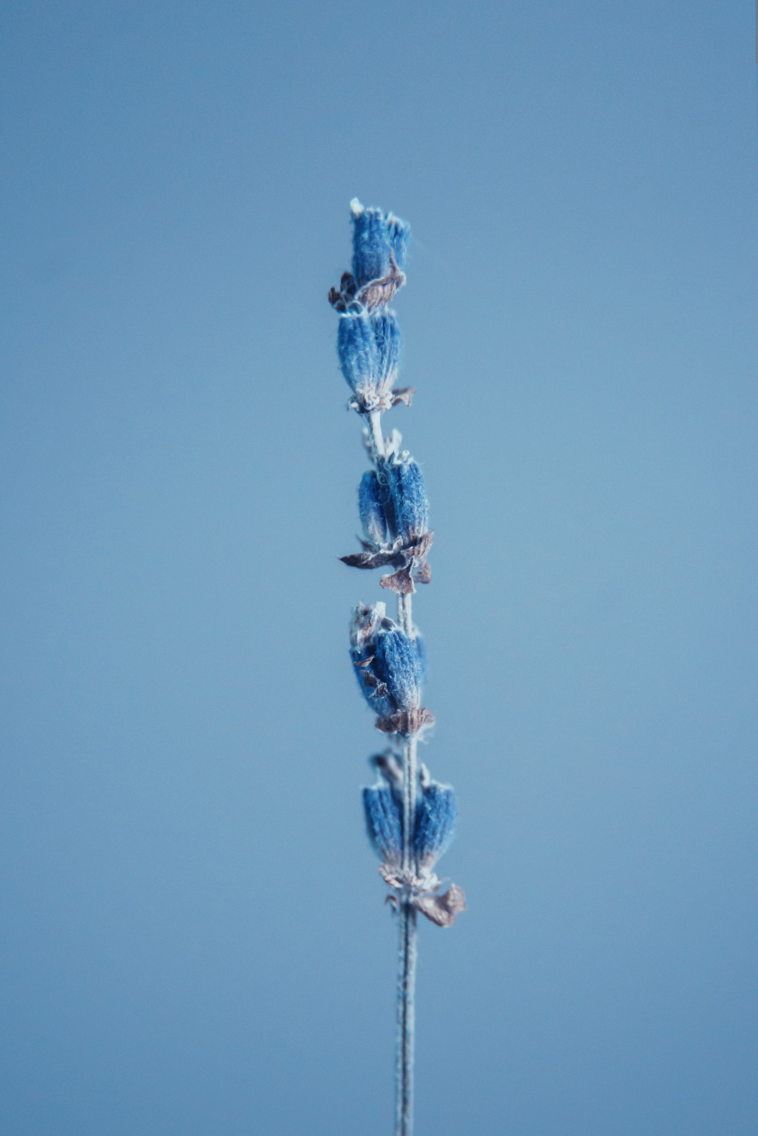 Фотографии цветов и растений. Zamira Sozieva ~ Портретный фотограф ~ Москва