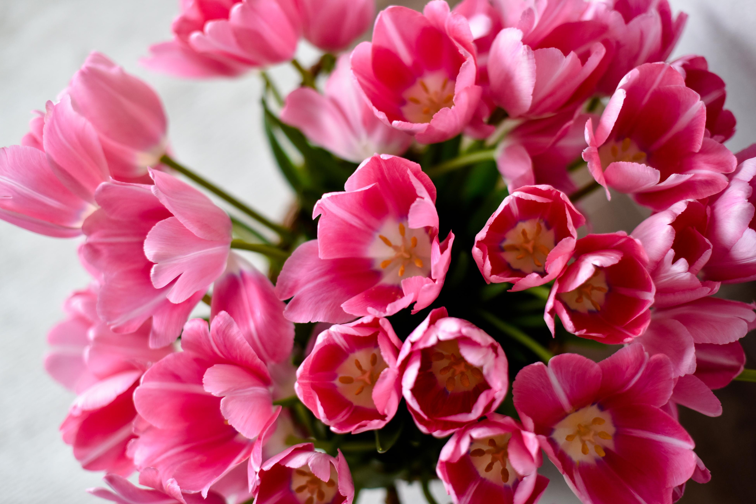 Елена — Весна