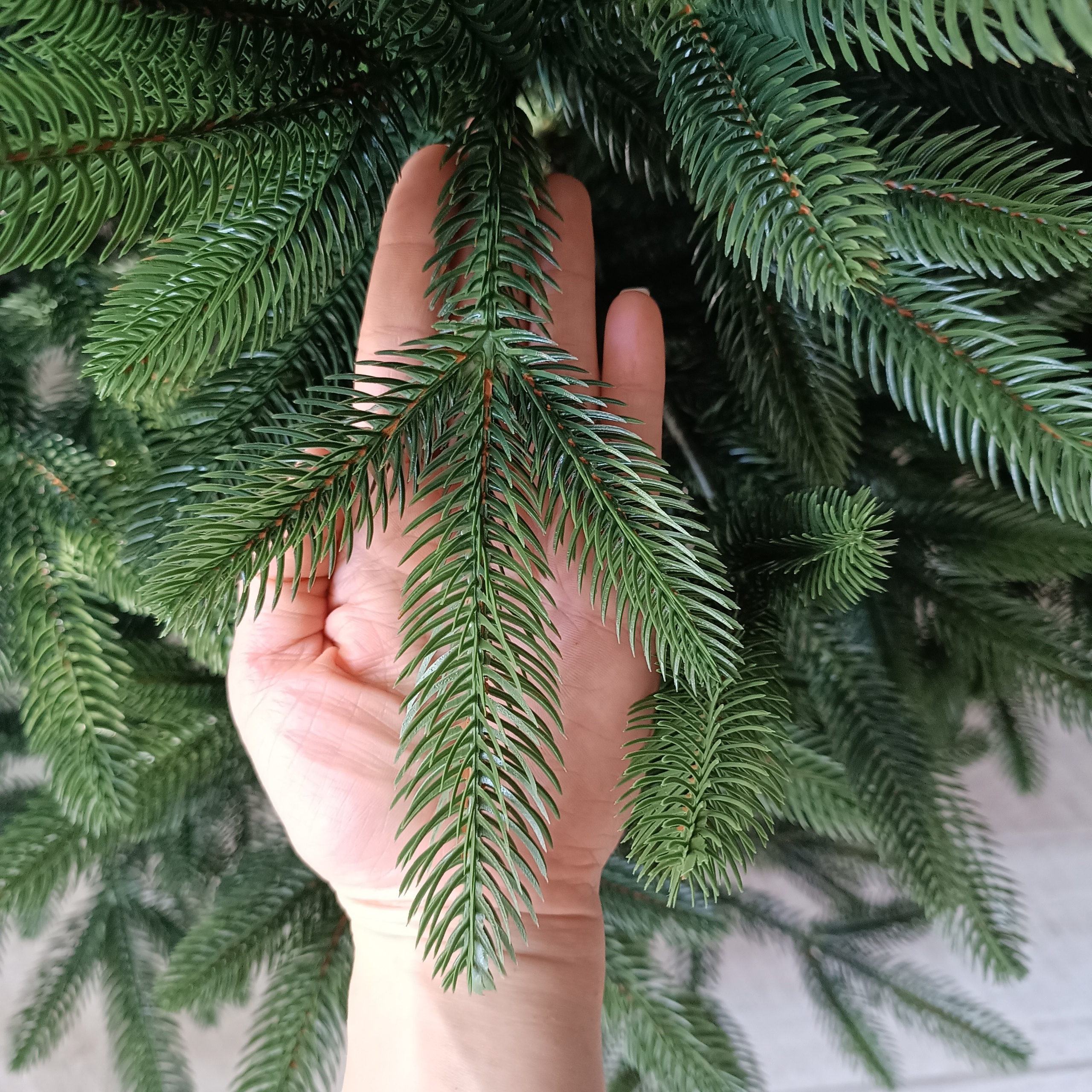 МИРАНДА. Elki_grodno