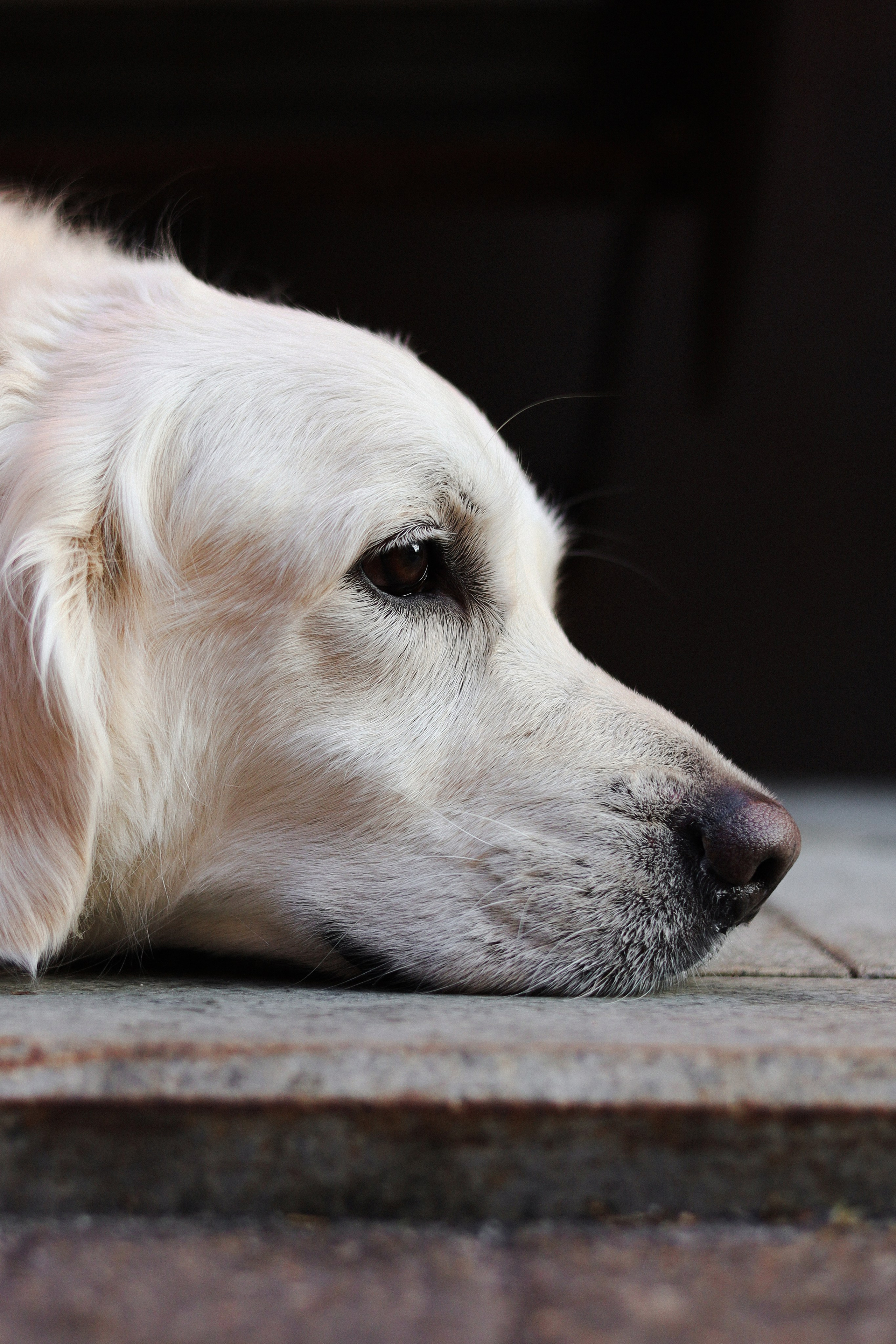 Зиз и Юля. Часть 3. Фотограф-анималист Ксения Шевцова|Москва