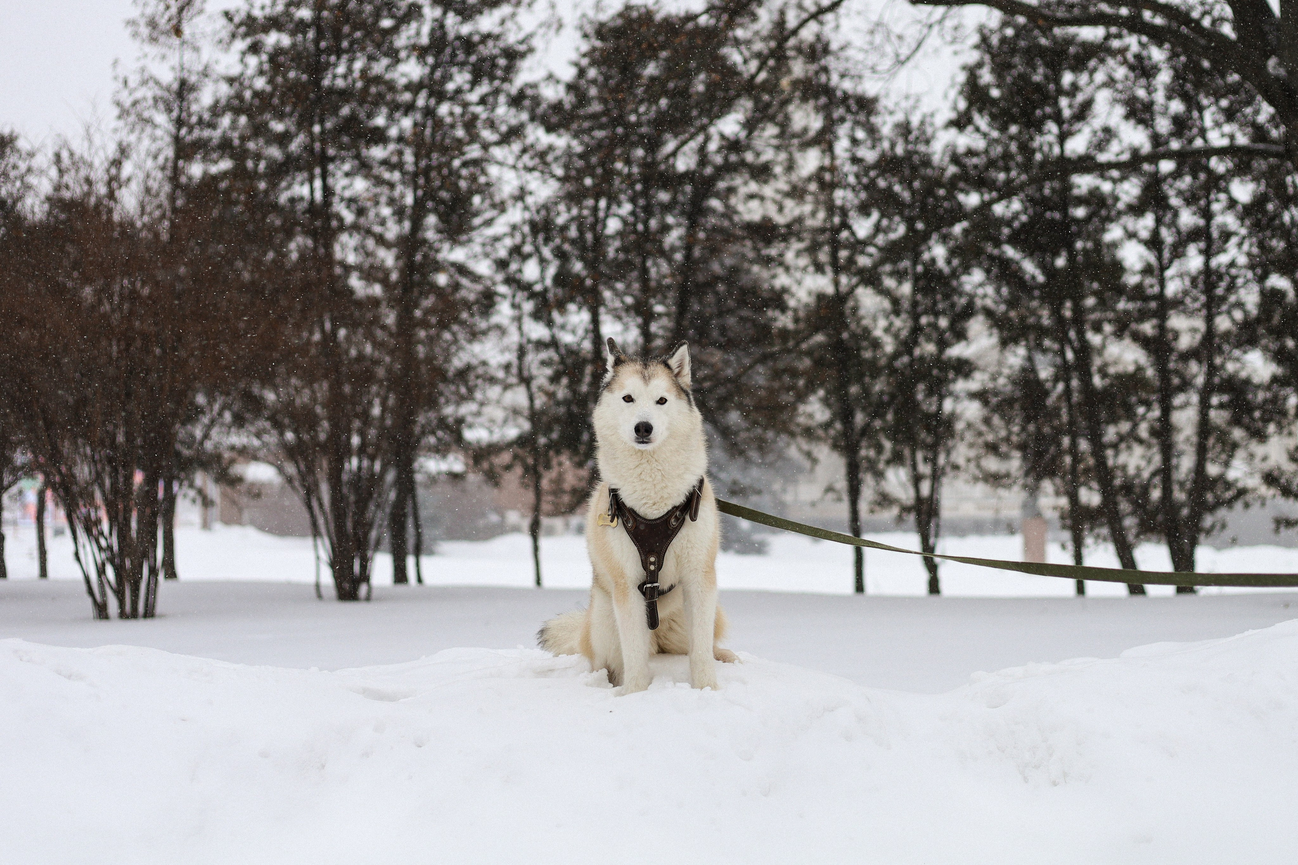 Мила, Лиза и Матвей. Фотограф-анималист Ксения Шевцова|Москва