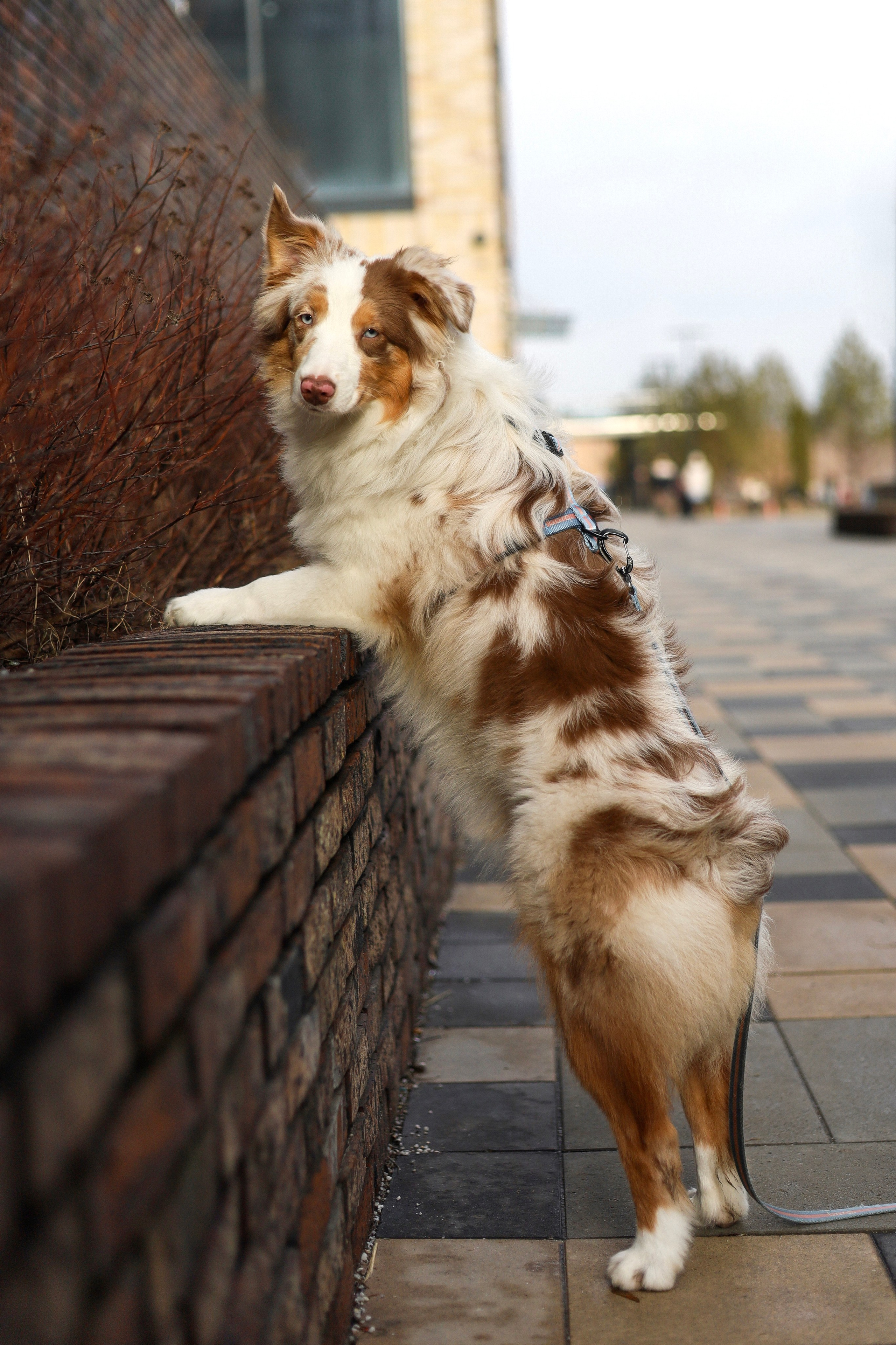 Бри и Яна. Фотограф-анималист Ксения Шевцова|Москва