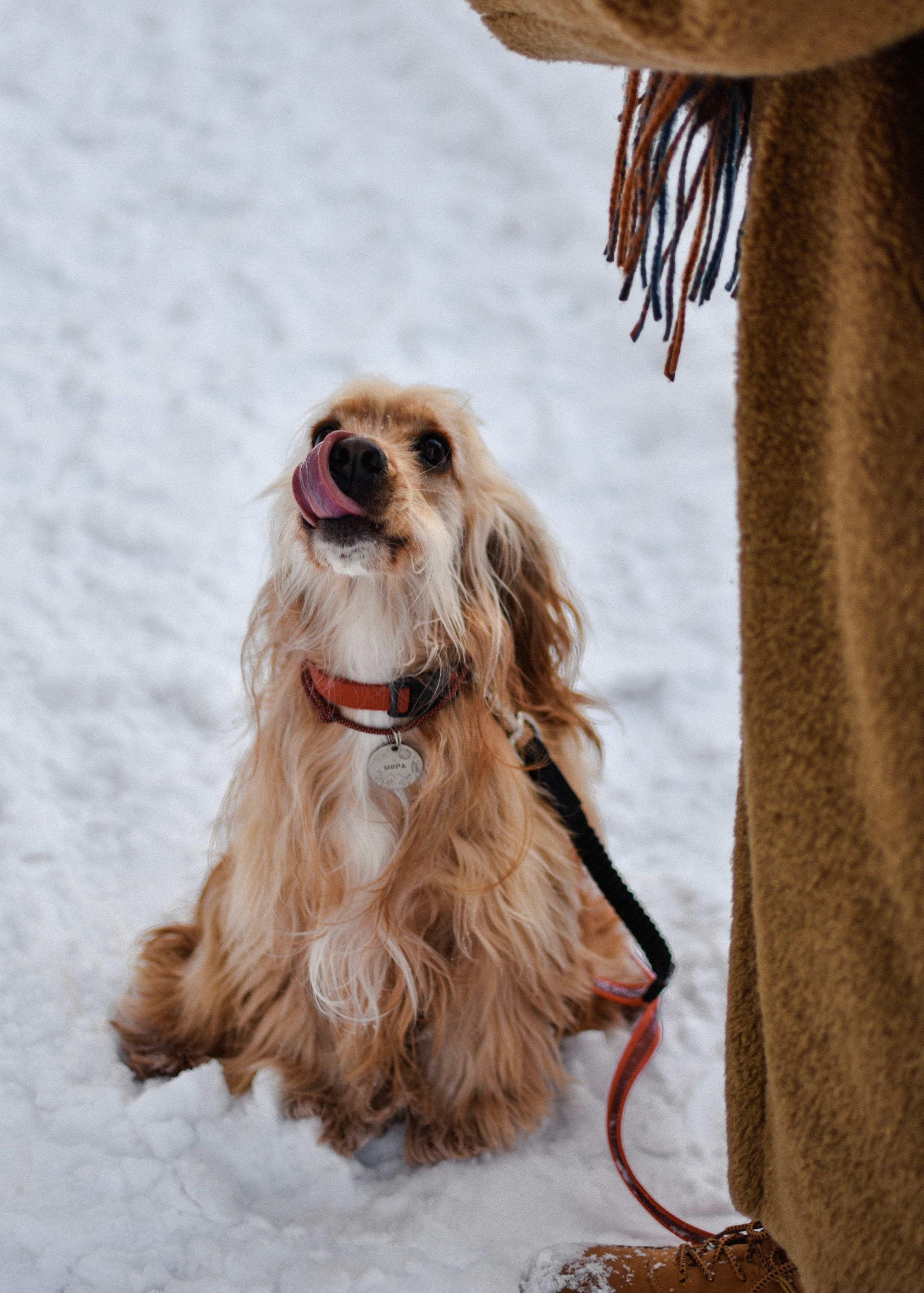 Мира и Даша. Фотограф-анималист Ксения Шевцова|Москва