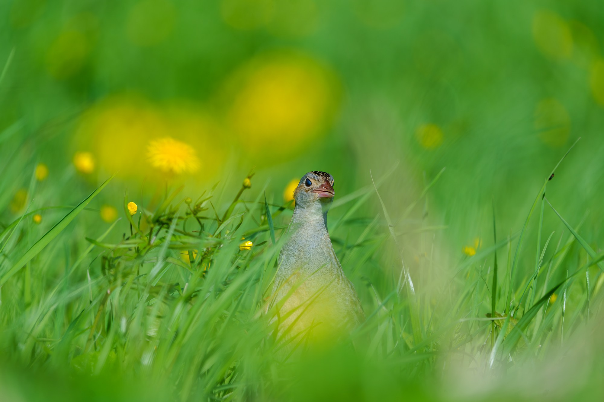 Удивительные мир птиц. Вокруг нас столько прекрасного — присмотритесь!. Ваш личный фотограф Марина Волкова