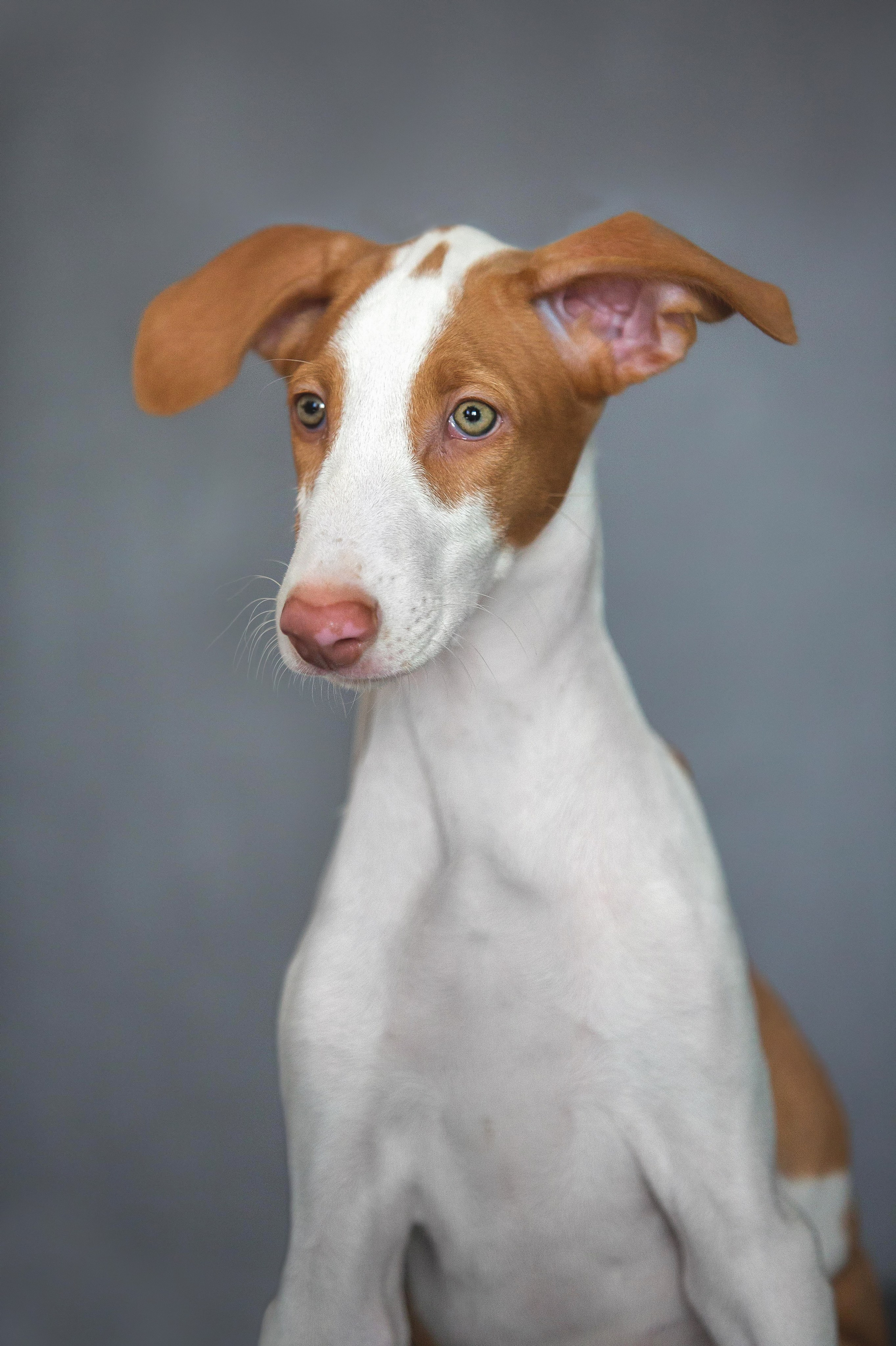 Поденко Ибиценко. Https://moshkovaphoto.ru/