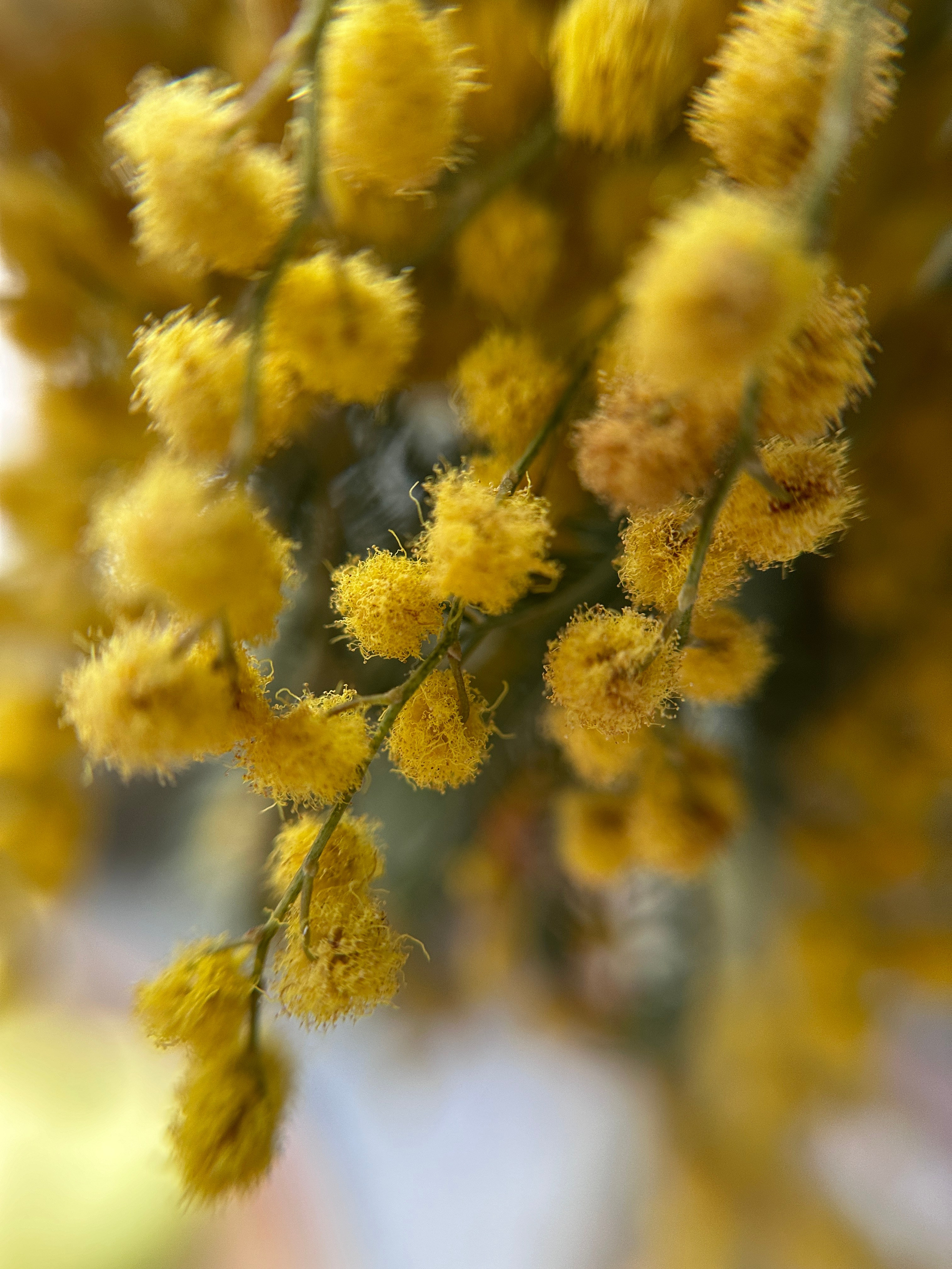 Макро любовь. Смотри, красота!