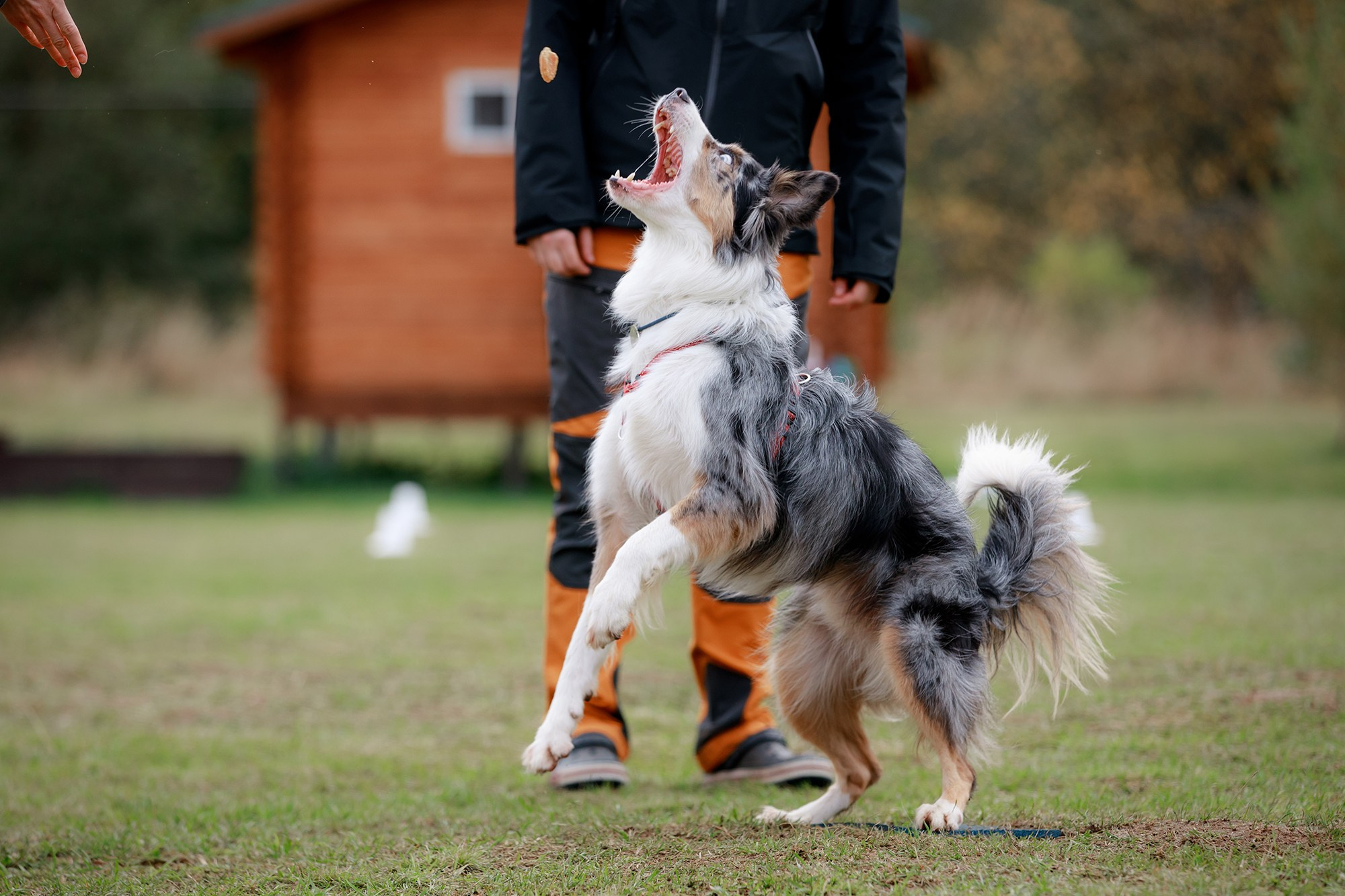 Лагерь по ОБД с Инной Баженовой. Фотограф-анималист Mary Mart — Москва, Питер