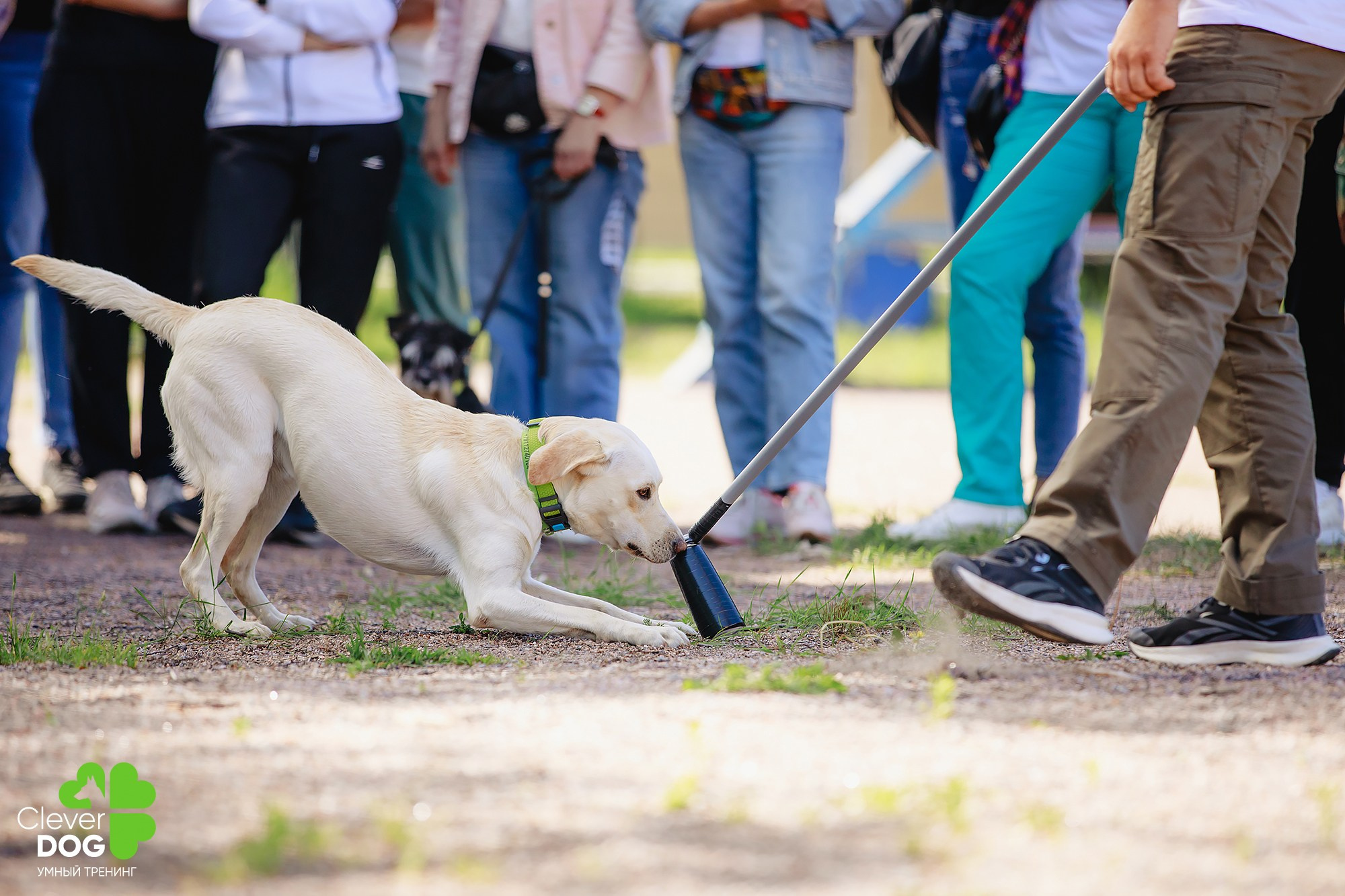 Семинар по поиску запаха с Иваном Ломовым, организатор CleverDog, СПб. Фотограф-анималист Mary Mart — Москва, Питер