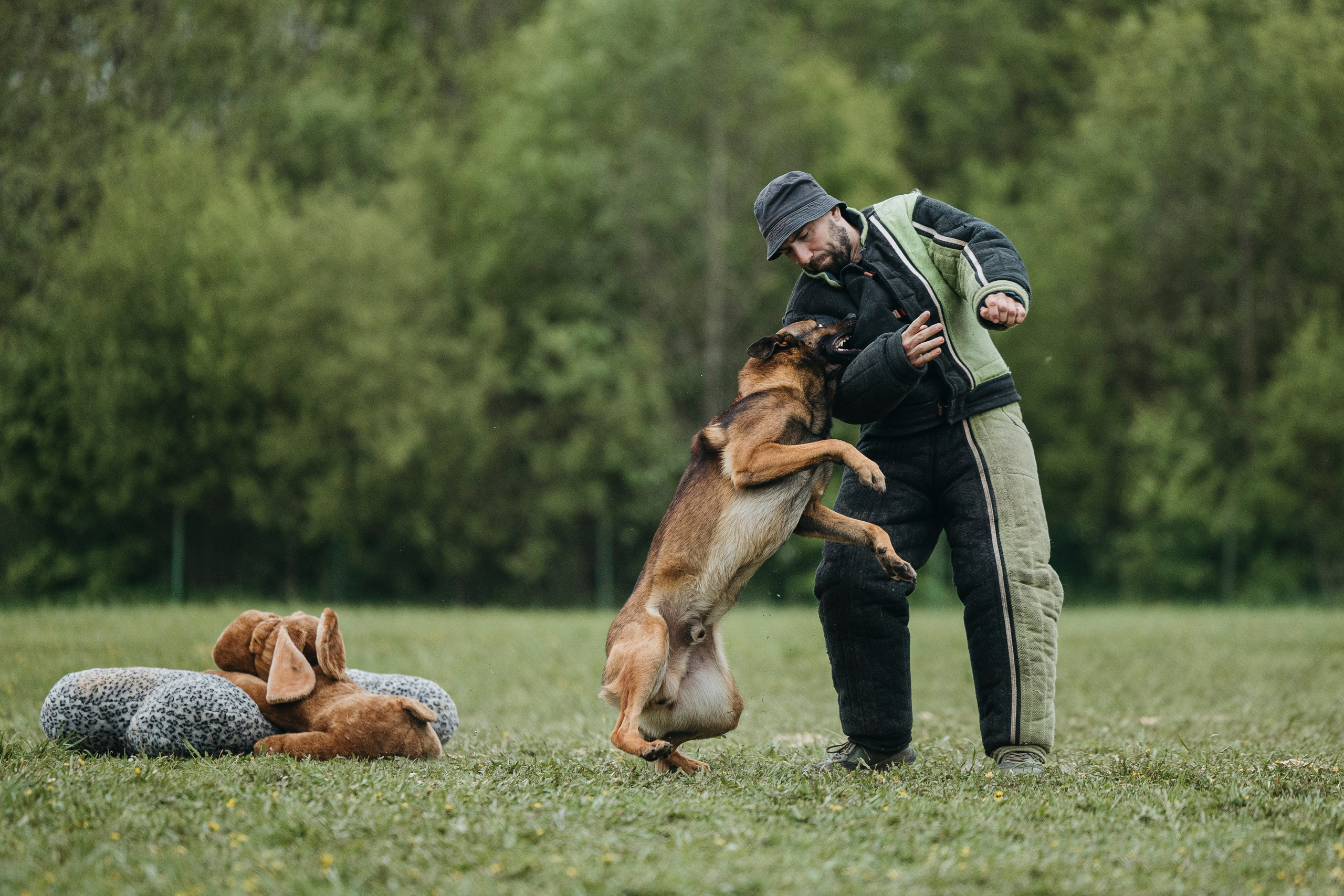 26.05.25 г. Пушкин квалификационные соревнования. Фотограф-анималист Анна Маринич