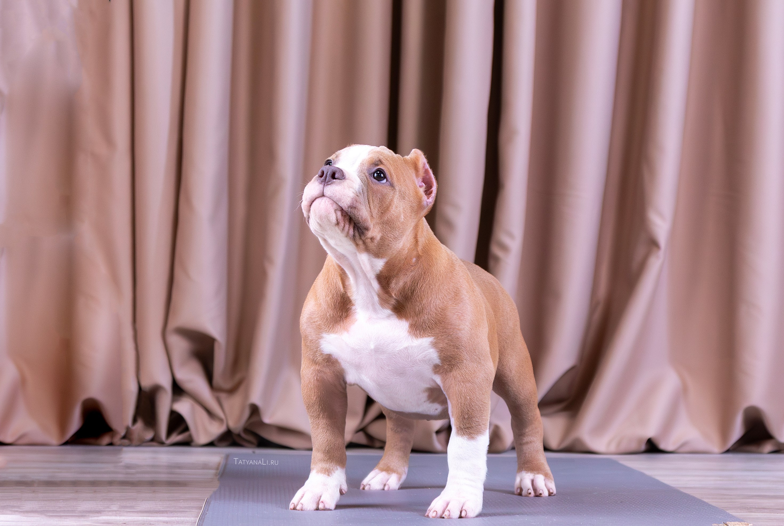 Американский булли. Фотограф — анималист Татьяна Ли