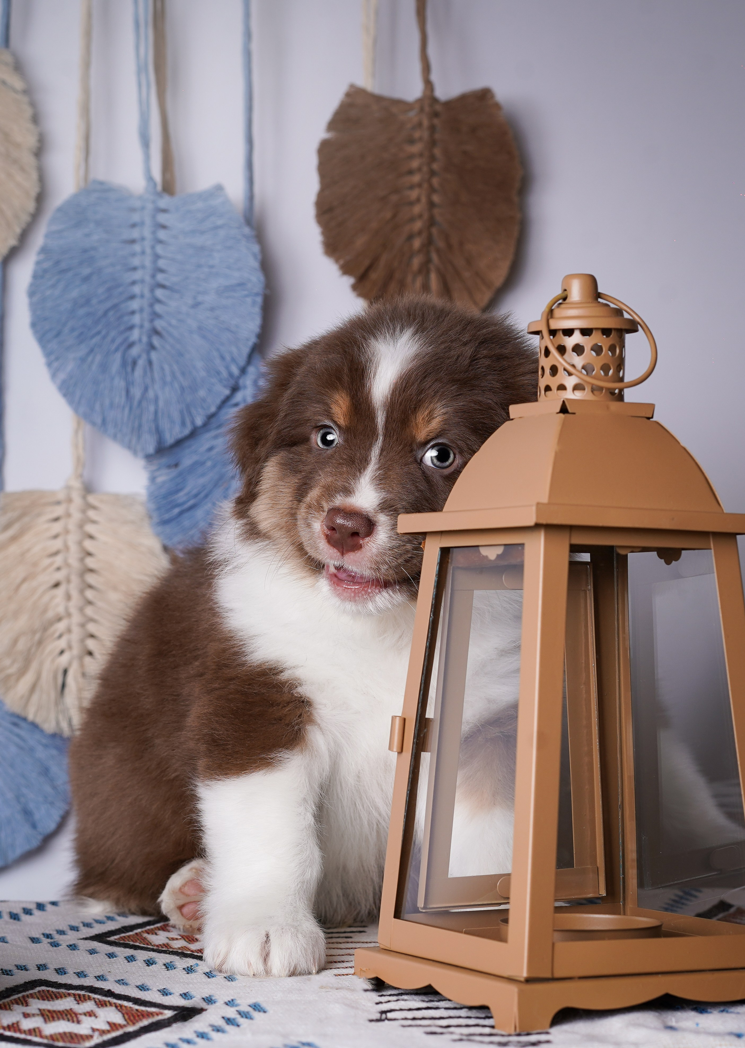 Щенки аусси. Фотограф-анималист в Санкт-Петербурге Яна Мартынова
