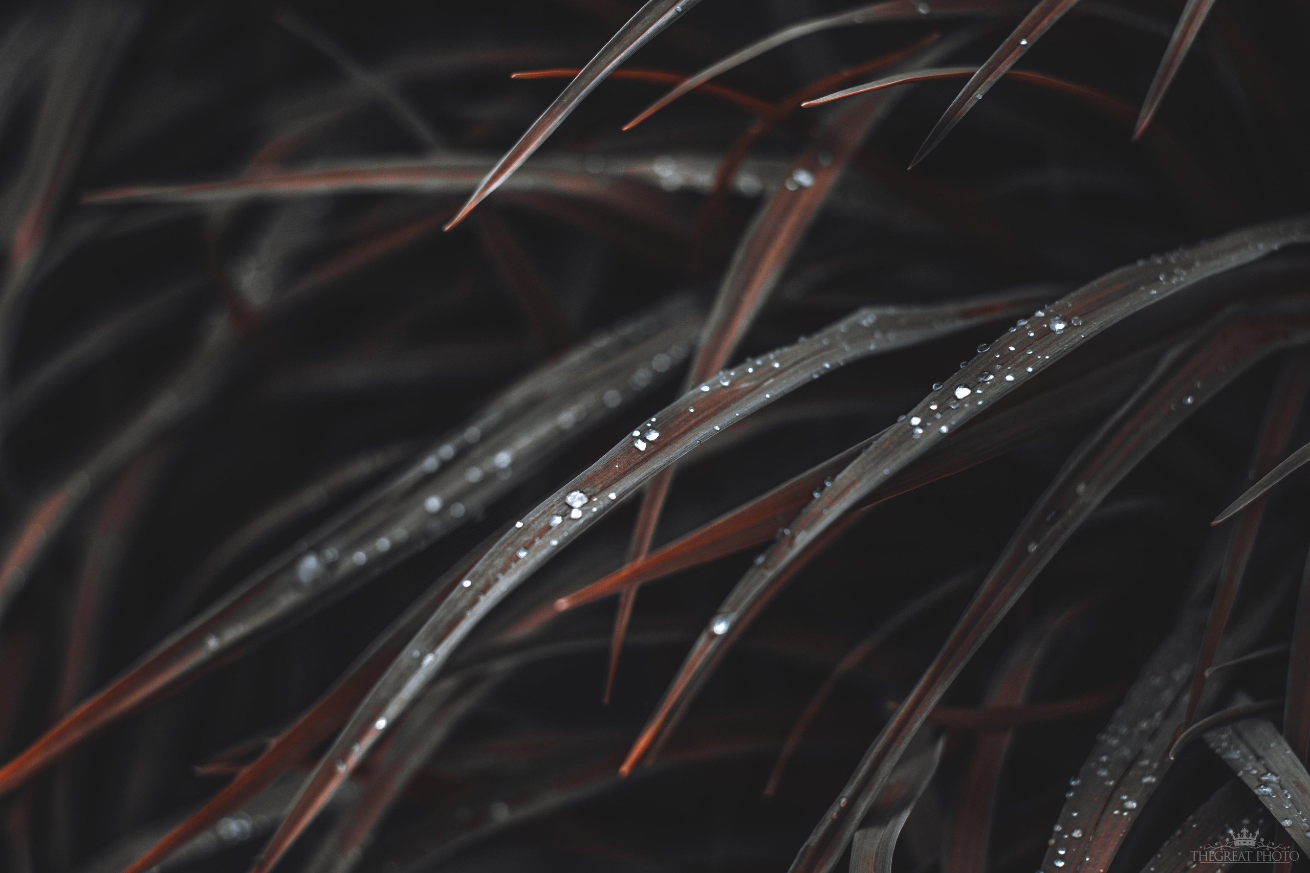 Красивые фотографии цветов фотограф