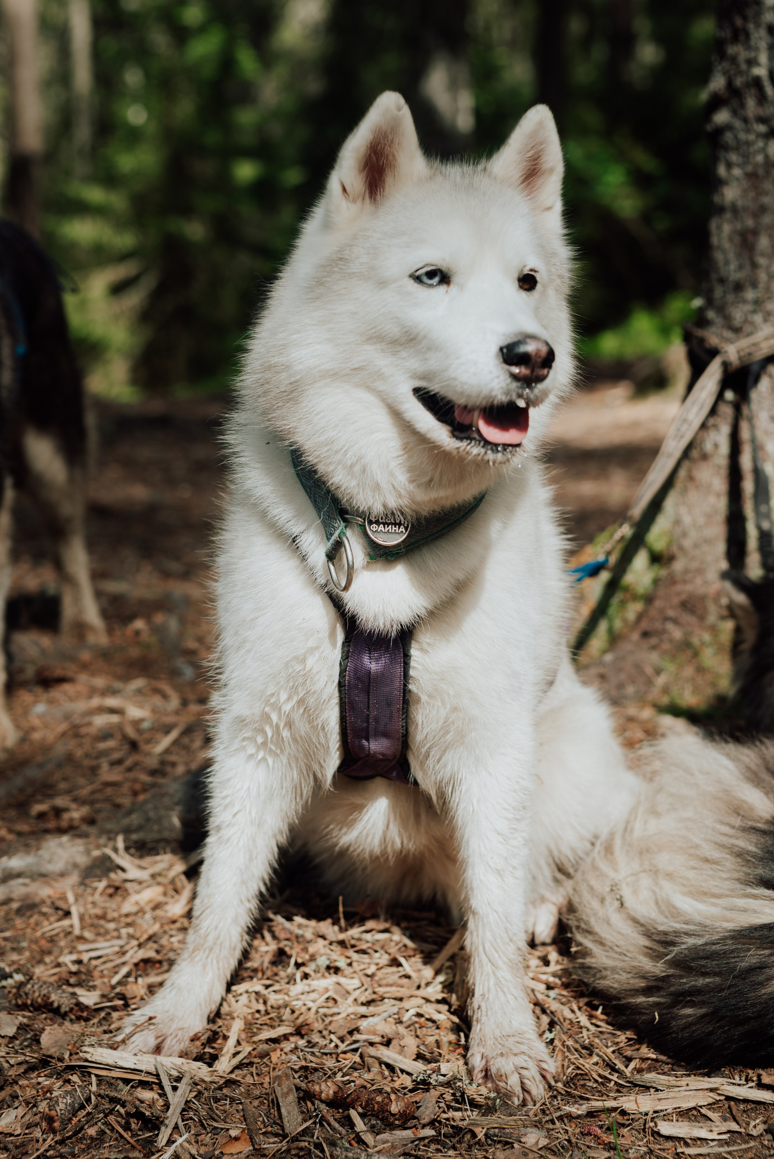 Догтрекинг. Фотограф в Санкт-Петербурге и Ленинградской области