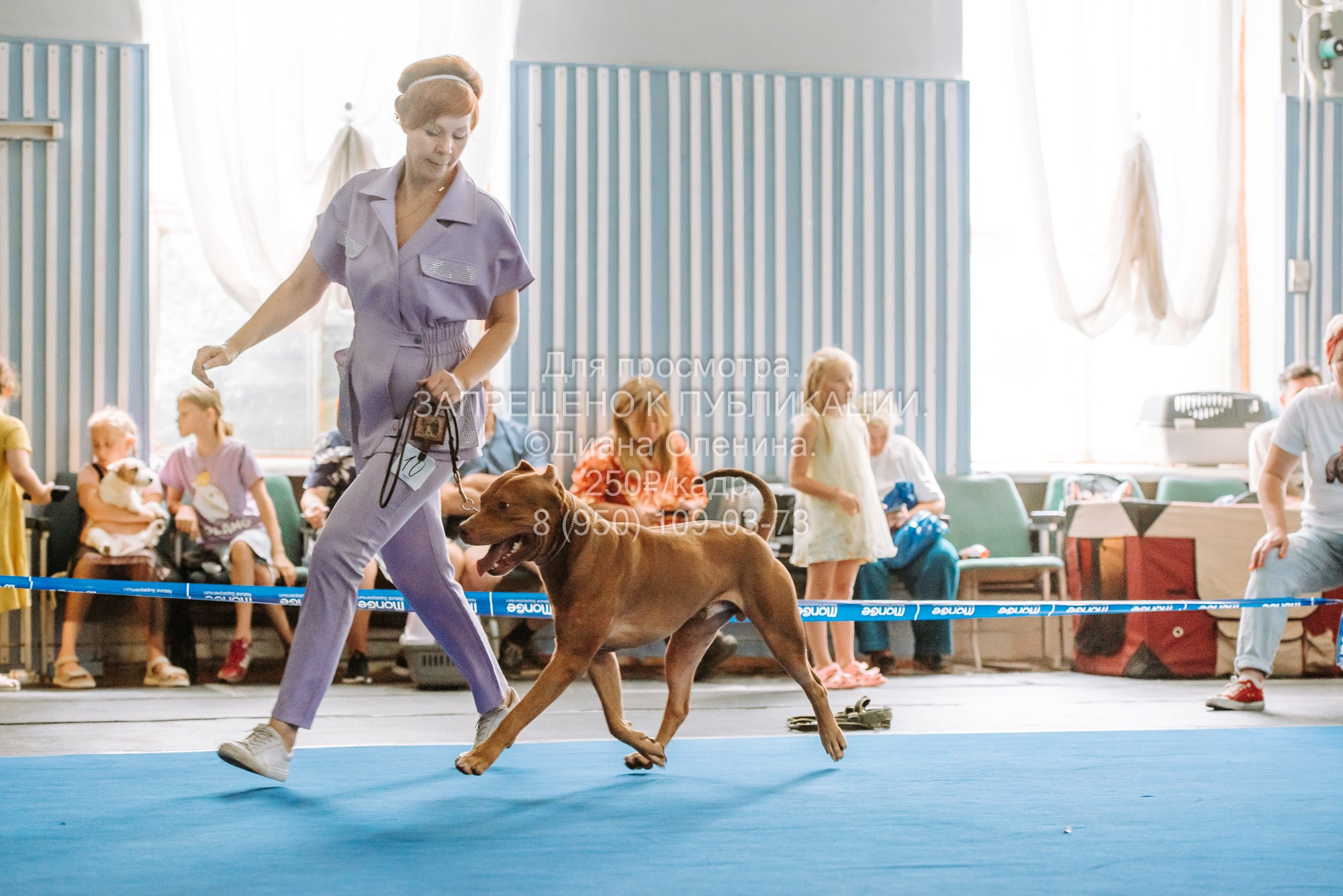 Национальная выставка собак всех пород ранга САС-IKU «Кубок Красноярск. Фотограф Диана Оленина Красноярск / Братск