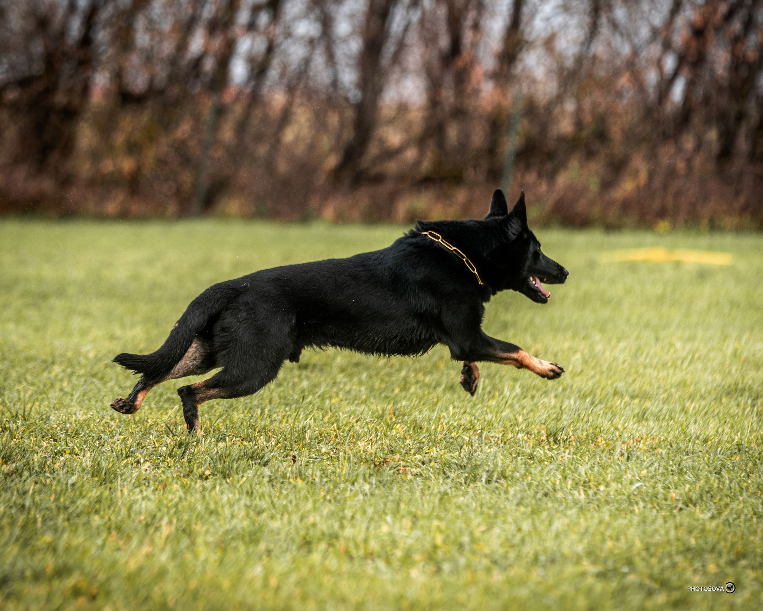 МЫ — КОМАНДА (соревнования) OKD, BH, IBGH, IGP. Фотограф-анималист, семейный фотограф в Москве и Подмосковье. Фотосъёмка кинологических дисциплин