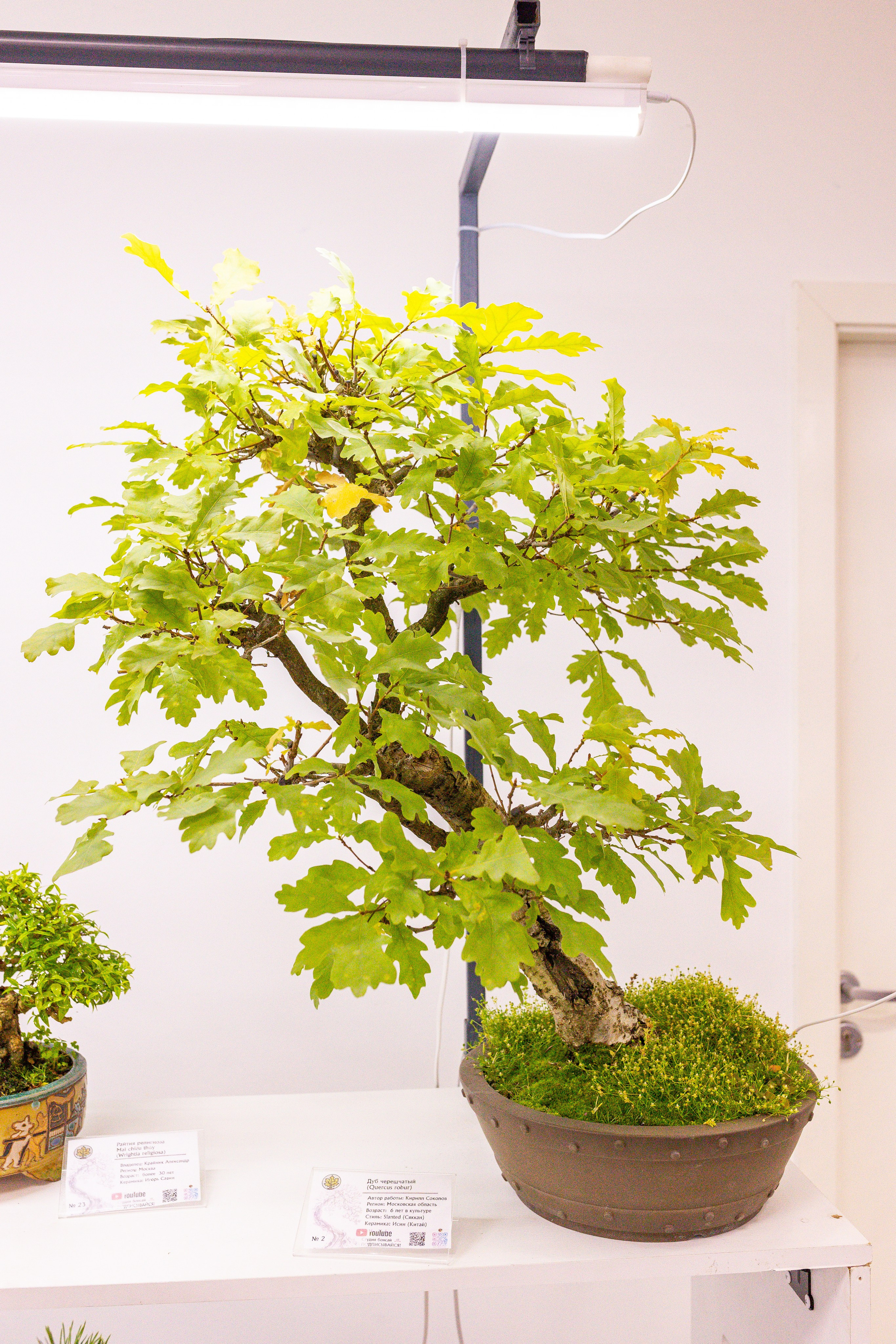 Орхидиум сентябрь 2025. Александра Куликова фотограф, Москва