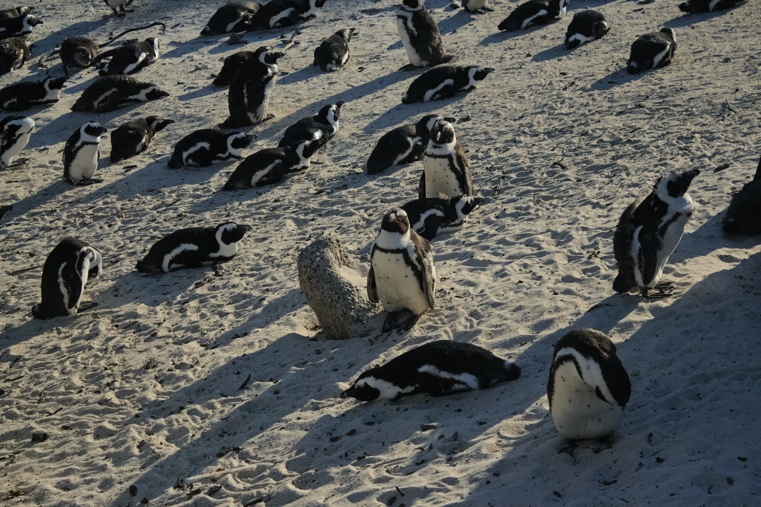 ЮАР. Профессиональный Фотограф во Владимире, в Москве и в Суздале — Полина Романычева