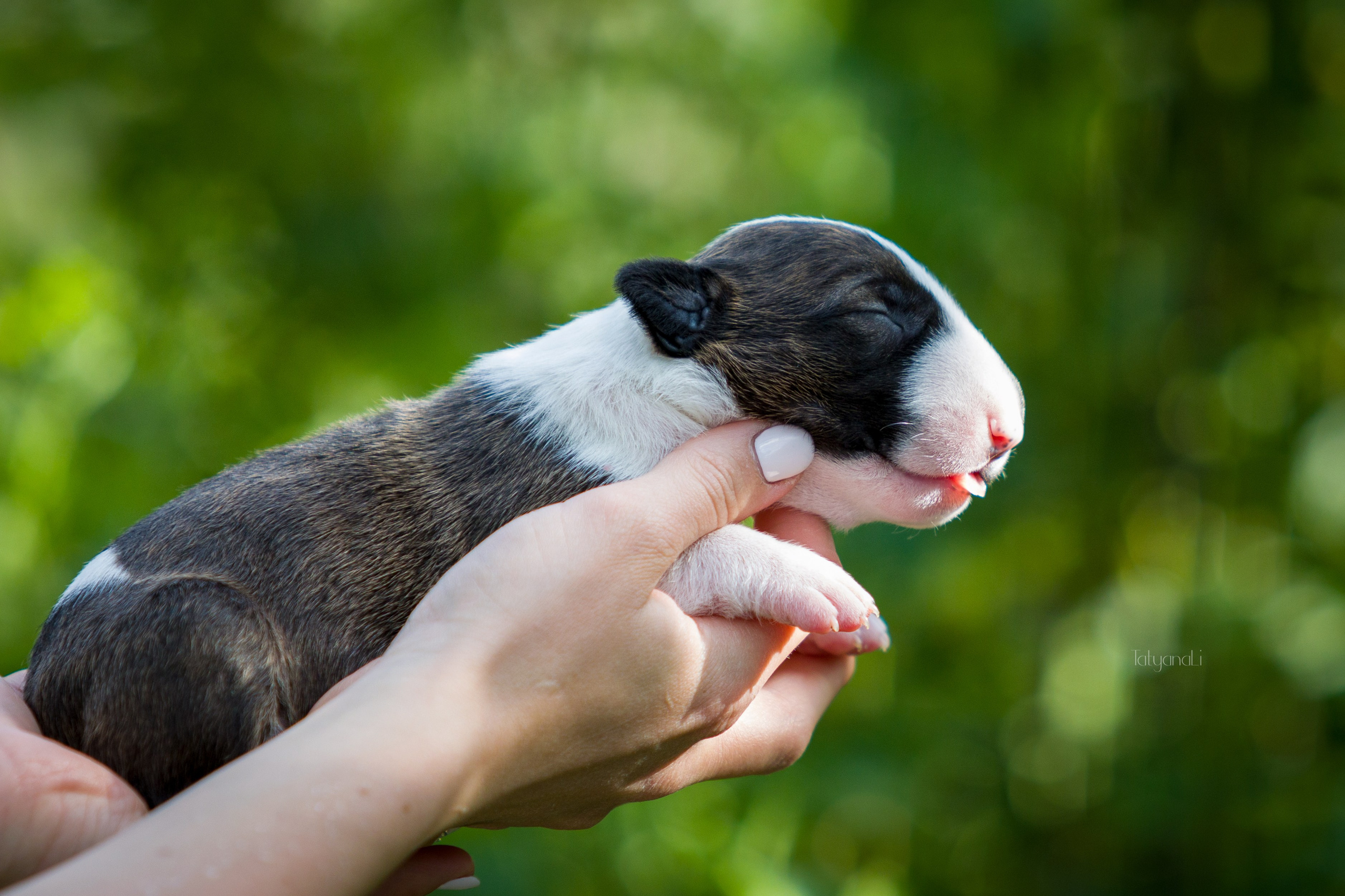 Стандартный бультерьер. Фотограф — анималист Татьяна Ли