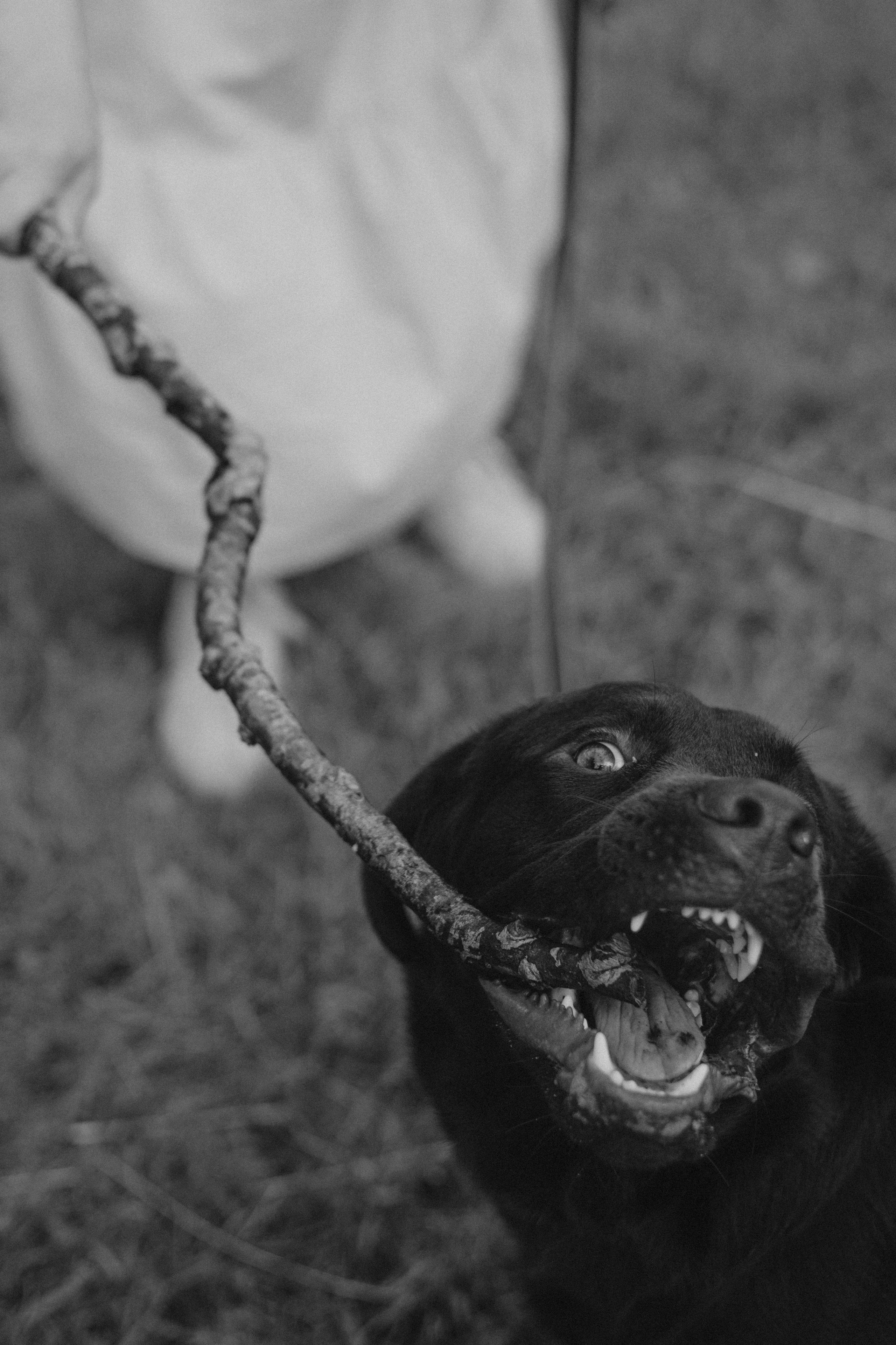 Оля и шоколадный Тимофей. Фотограф — анималист •love-story•|Санкт-Петербург