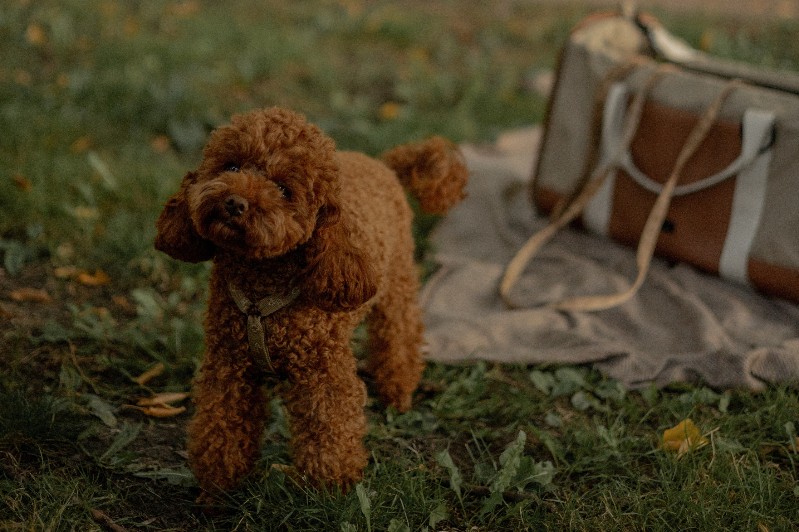 Мишель и её семья. Фотограф — анималист •love-story•|Санкт-Петербург