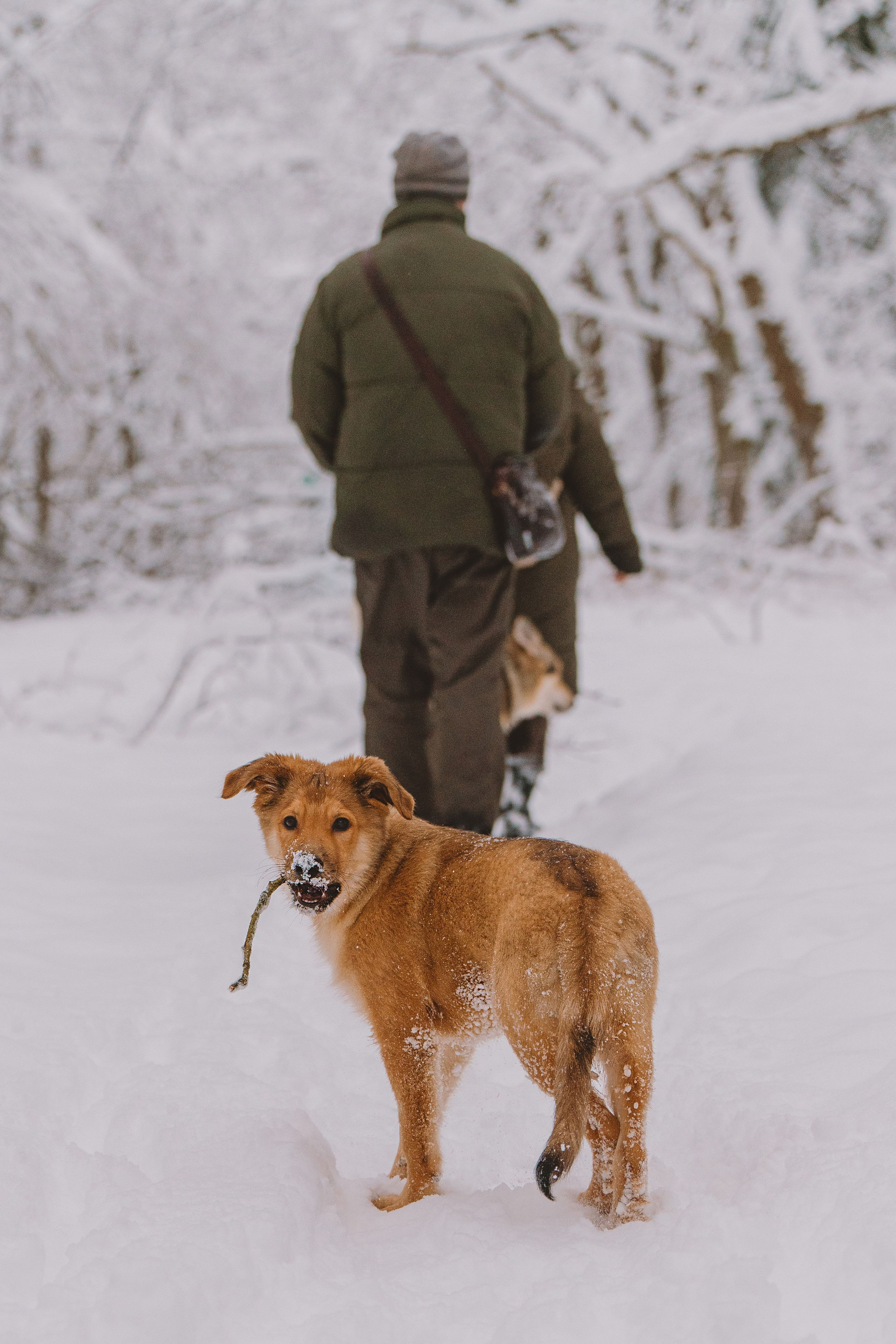 Фотосессия с питомцами на природе. Фотограф анималист в Спб недорого Олеся Майорова