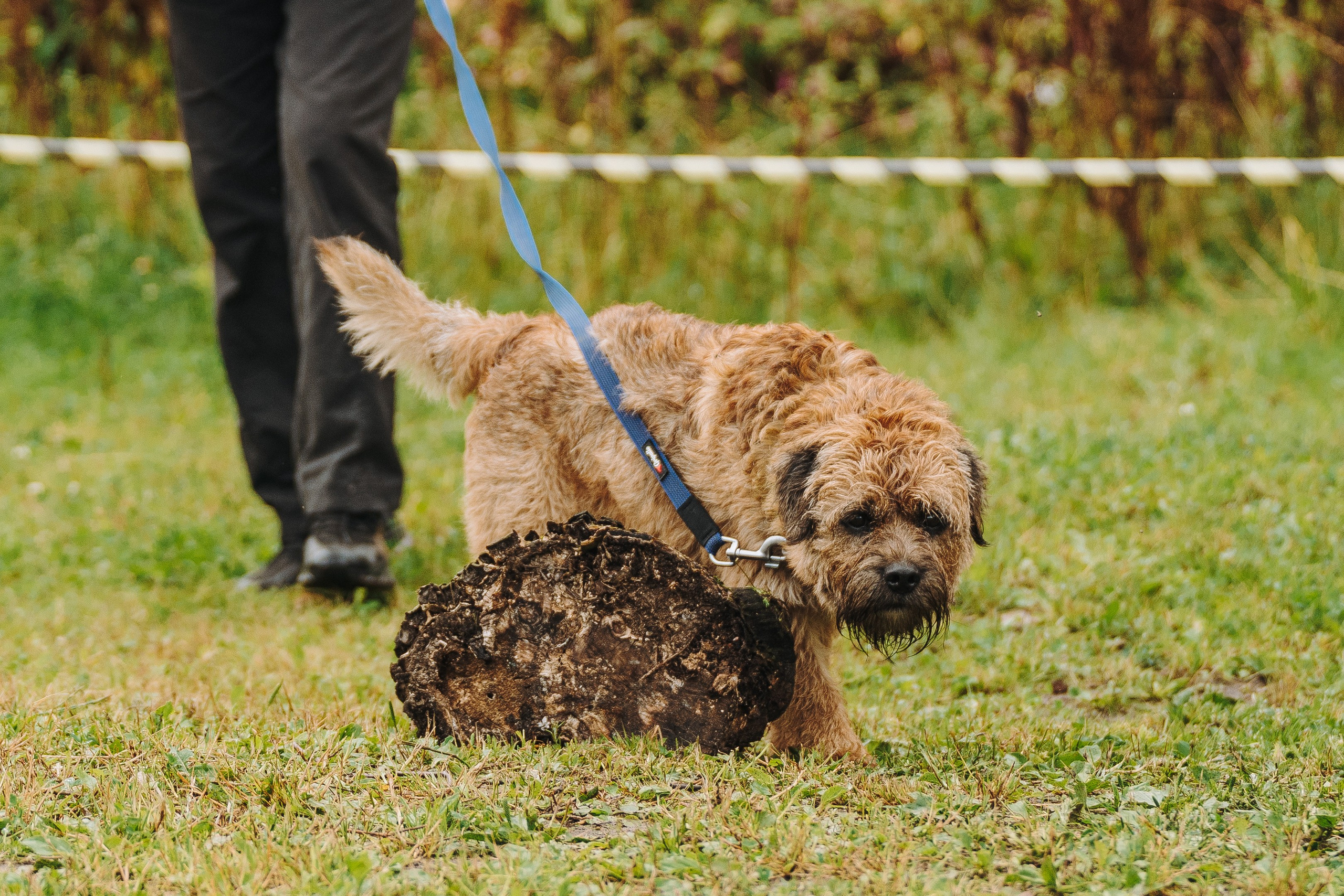 Соревнования по ноузворку в Новожилово. Фотограф анималист в Спб недорого Олеся Майорова