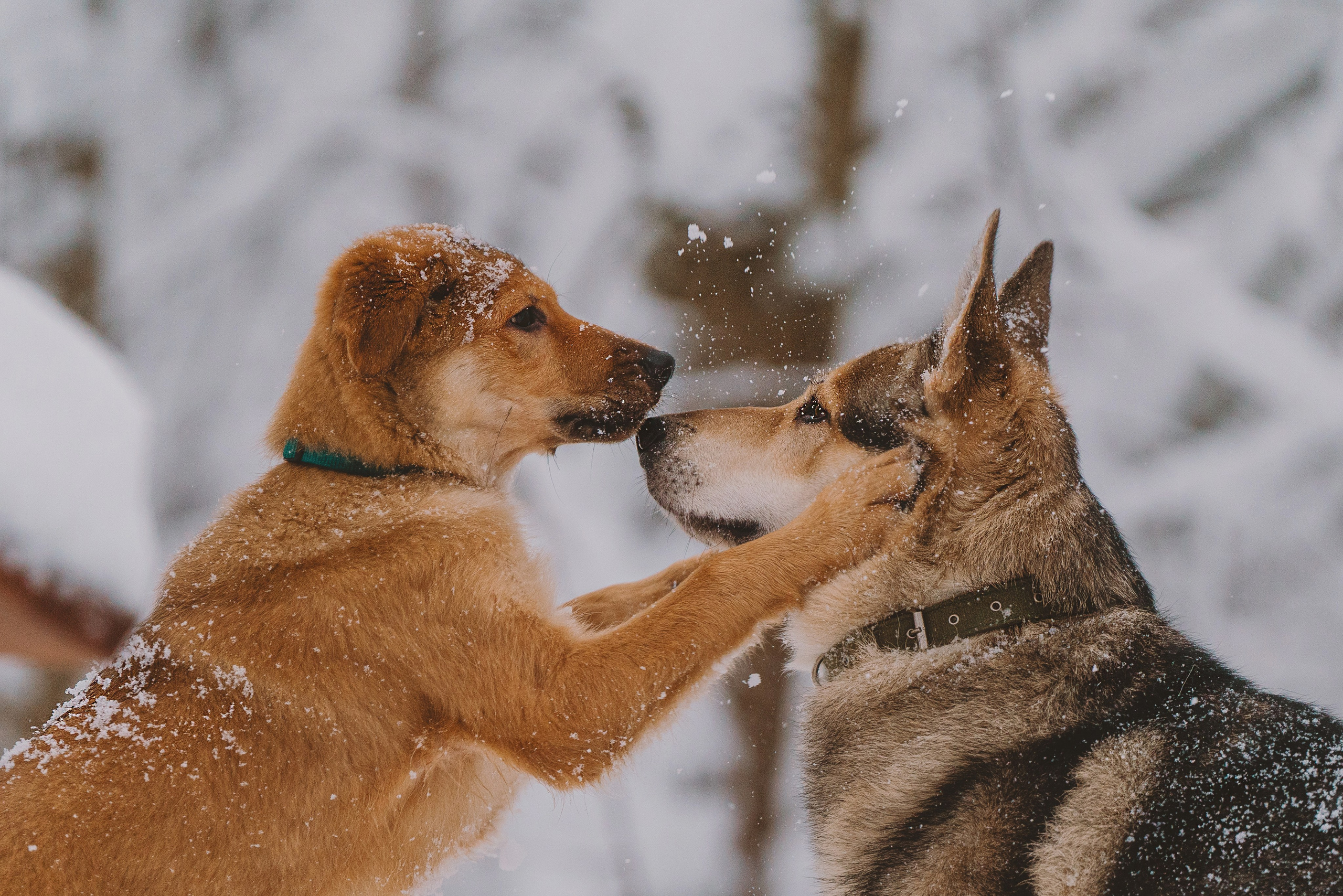 Фотосессия с питомцами на природе. Фотограф анималист в Спб недорого Олеся Майорова