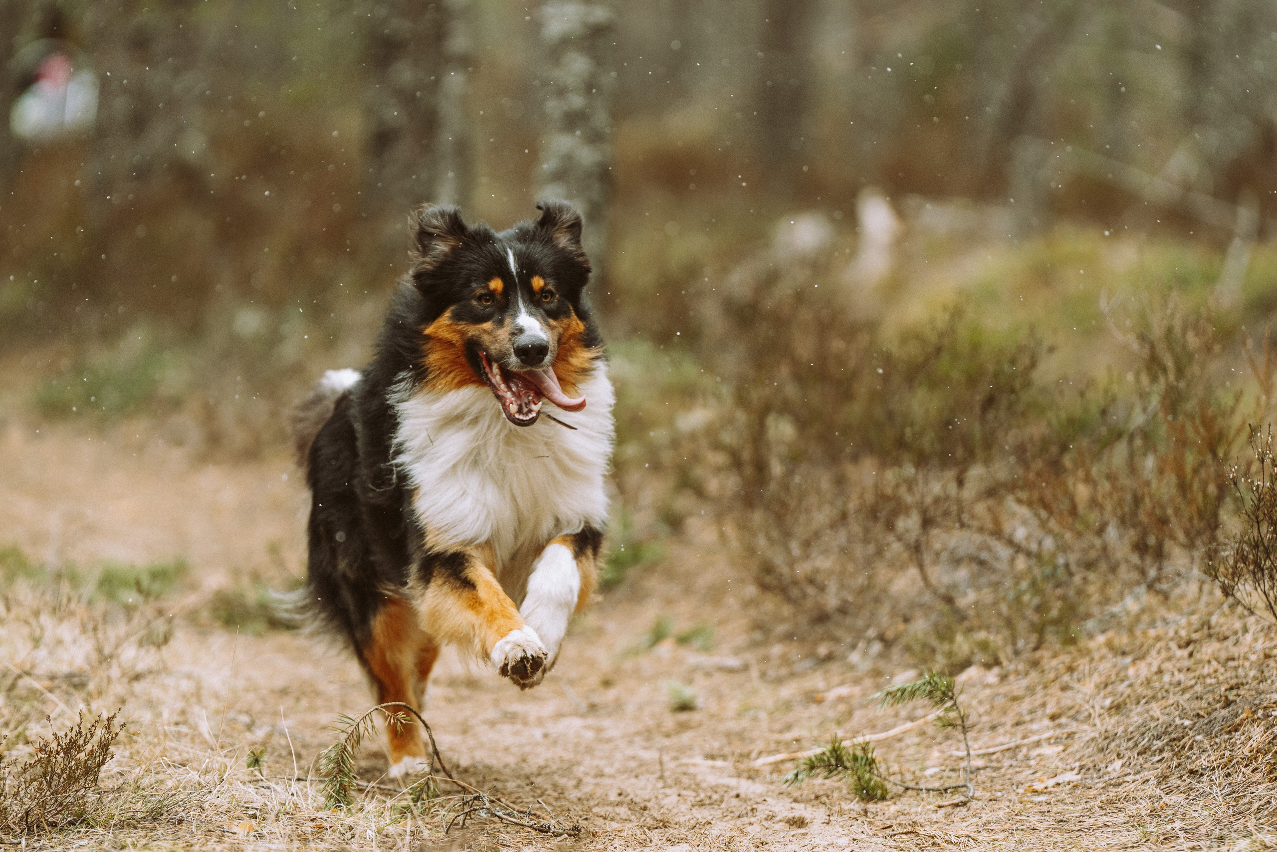 Дог трекинг к финскому хутору. Фотограф анималист в Спб недорого Олеся Майорова