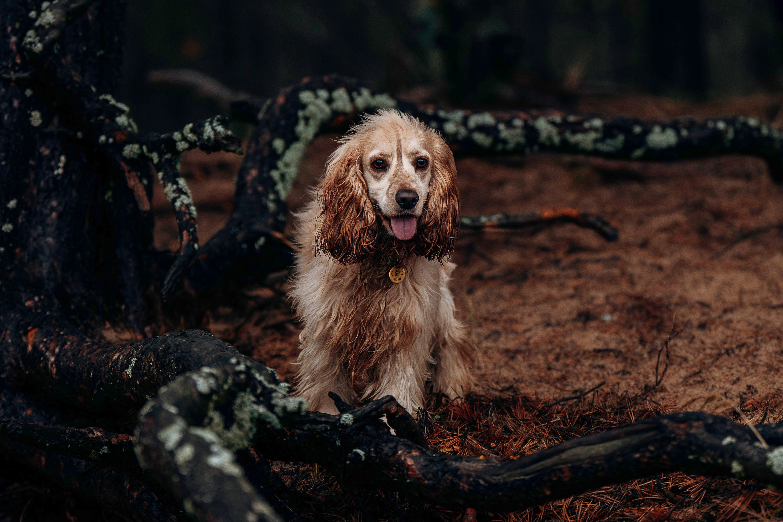 Асти, Крис и Александра. Фотограф анималист в Спб недорого Олеся Майорова