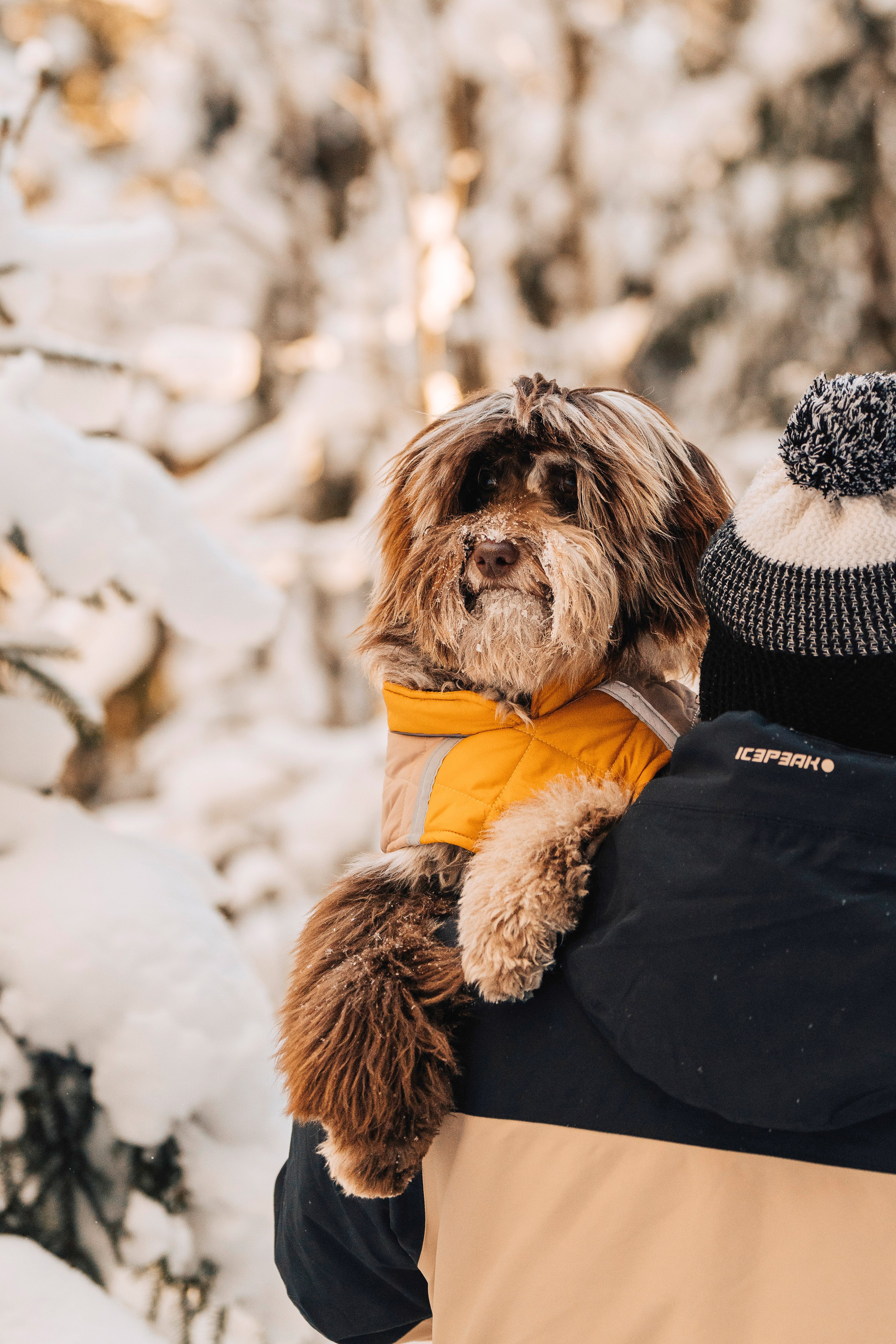 Хэйзел и её семья. Фотограф анималист в Спб недорого Олеся Майорова