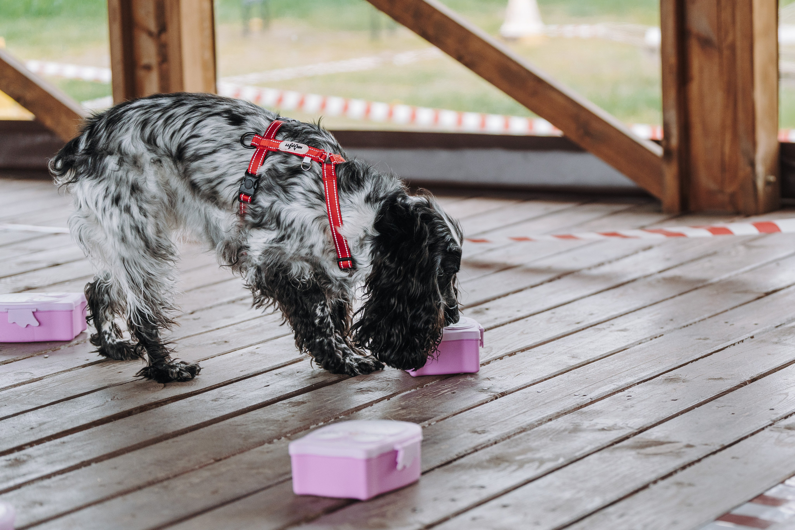 Соревнования по ноузворку в Лосево. Фотограф анималист в Спб недорого Олеся Майорова