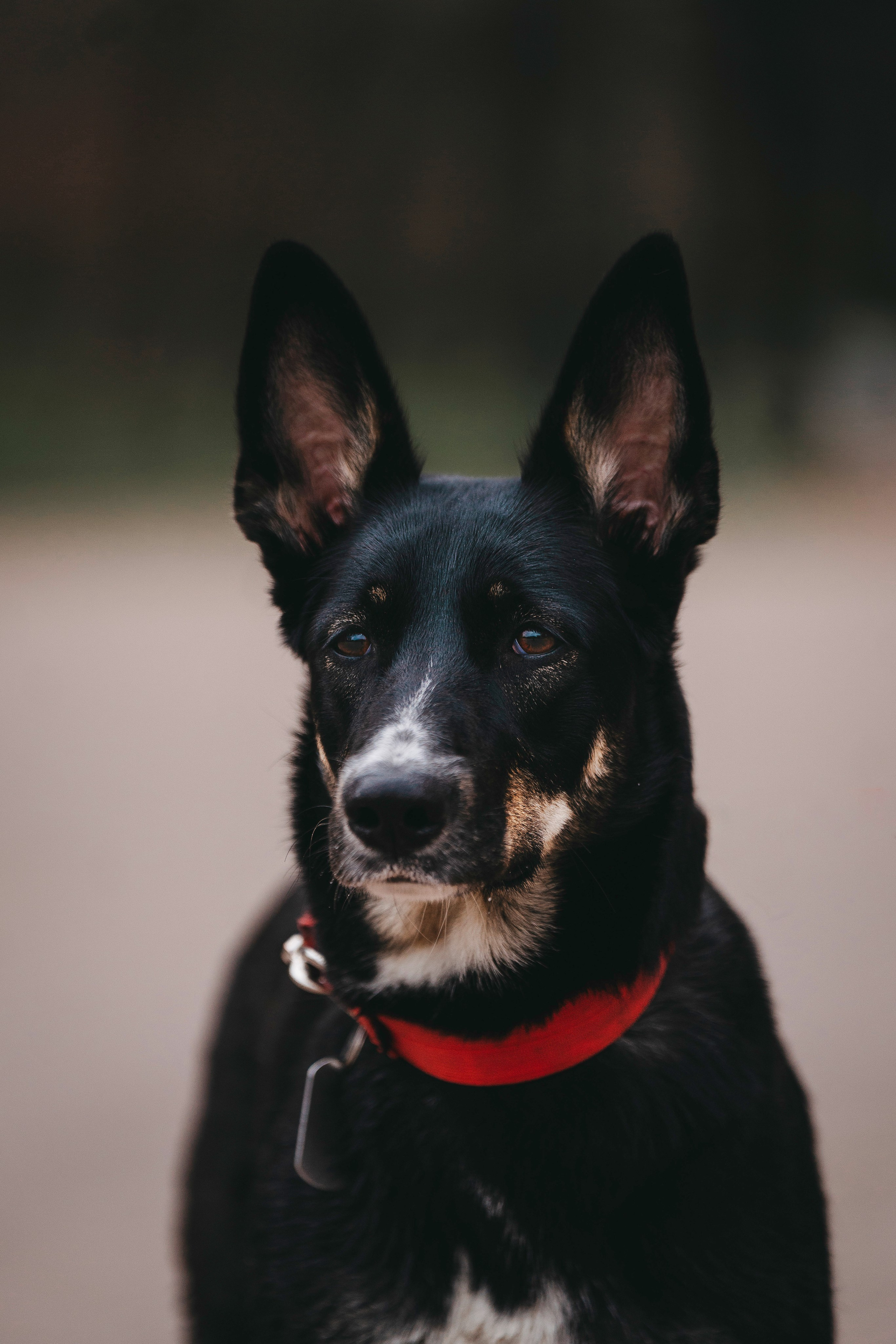 Эля и Шиза. Фотограф анималист в Спб недорого Олеся Майорова