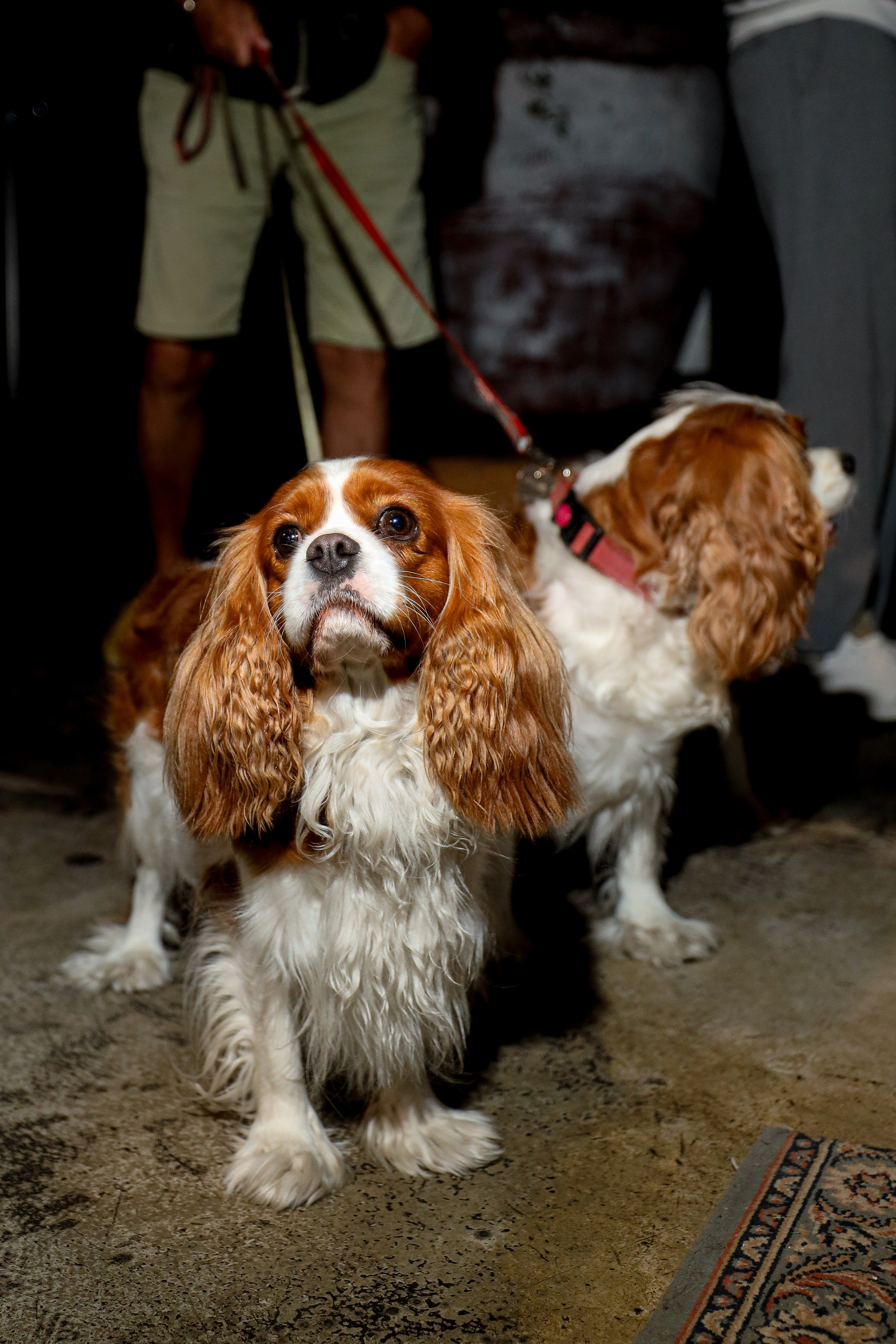 Gastrodvor 3YEARS. Дженбаз Павел — фотограф в Ялте
