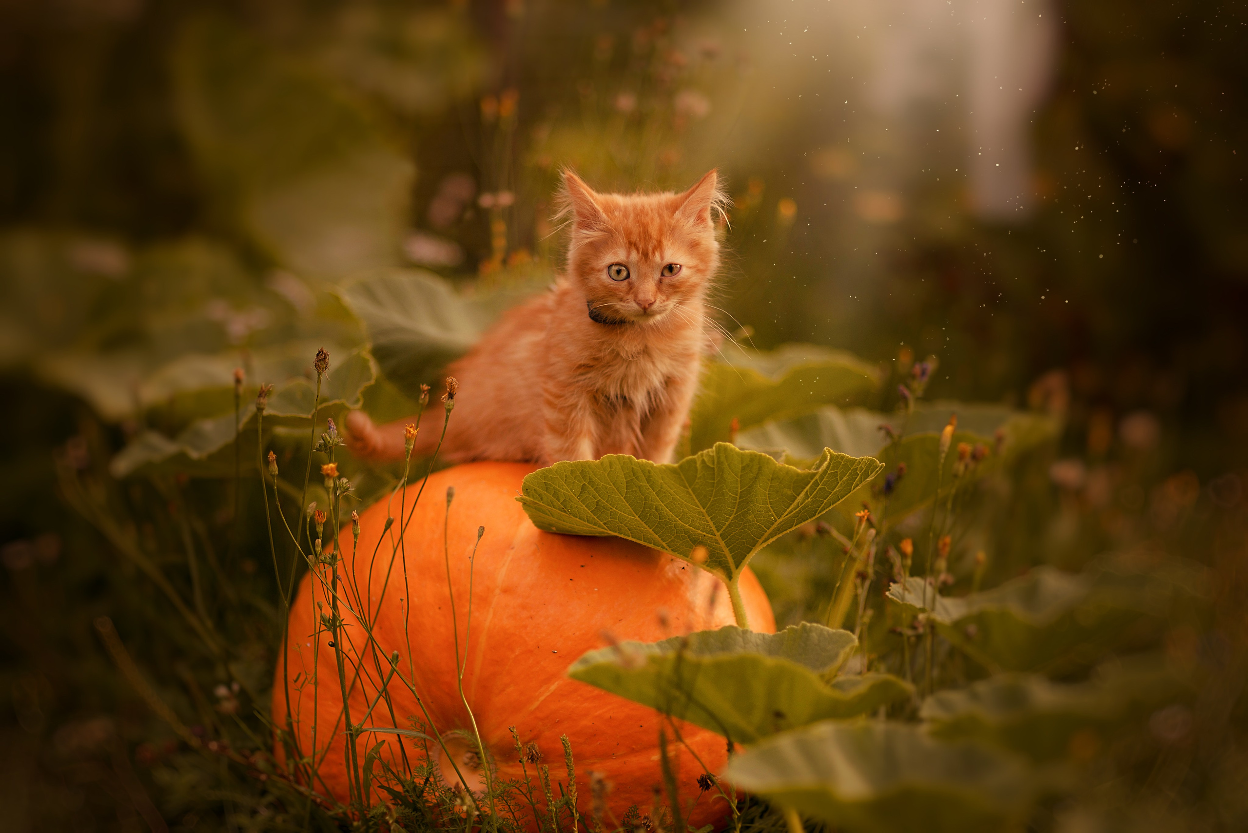 Анималистика. Фотограф Москва — Серпухов — Таруса Ольга Кокеткина