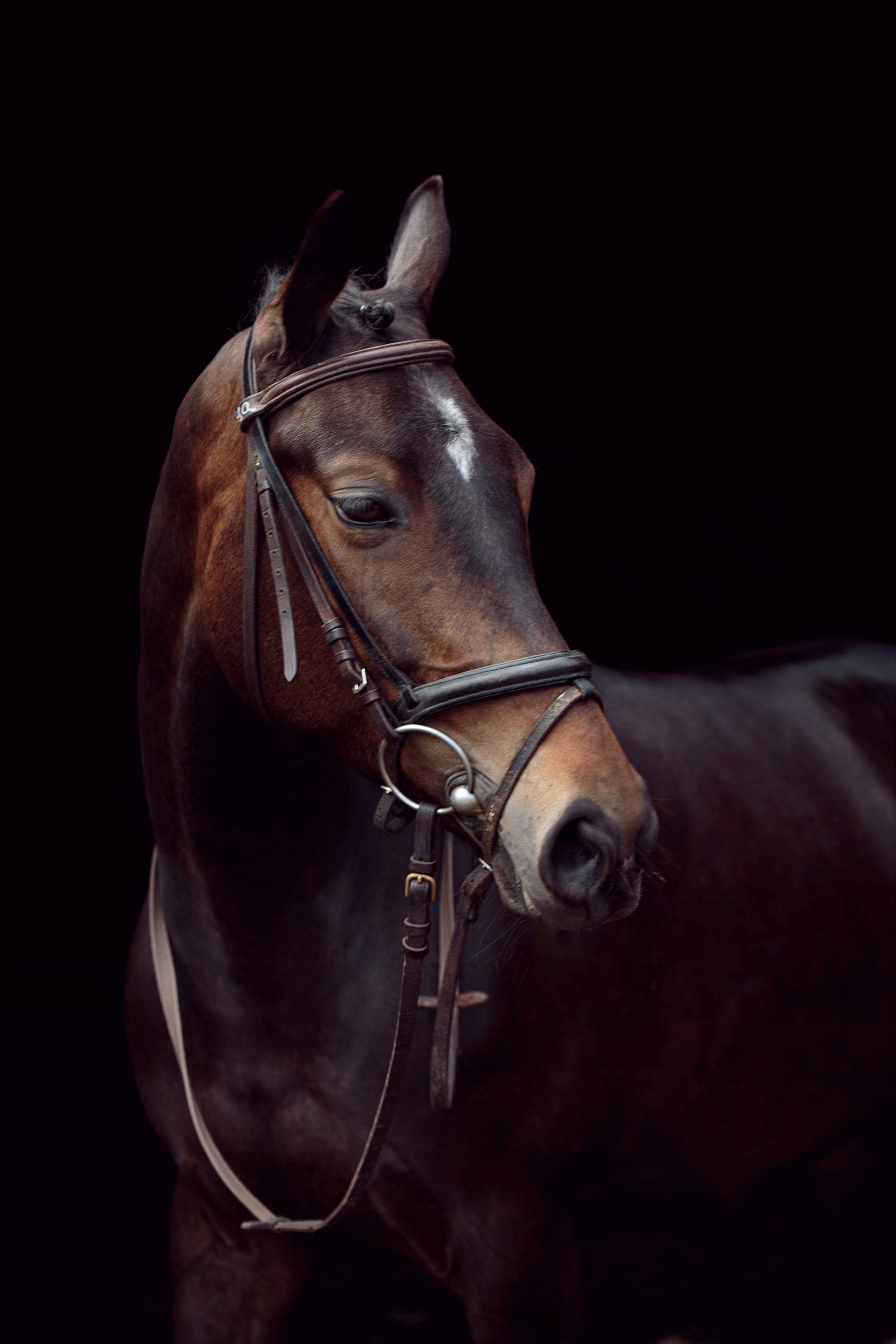 СЪЕМКА ЛОШАДЕЙ. Конный фотограф в Красноярске — Любовь Похабова