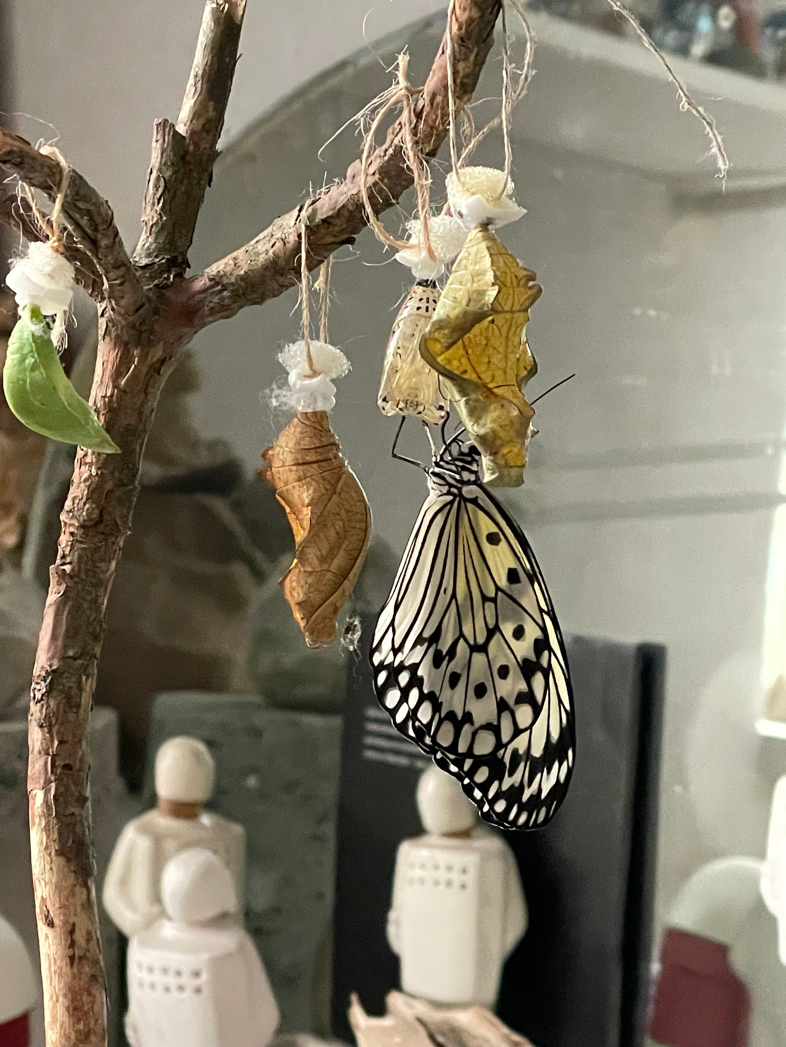 Chrysalis _2024. Художник — скульптор Антонина Фатхуллина