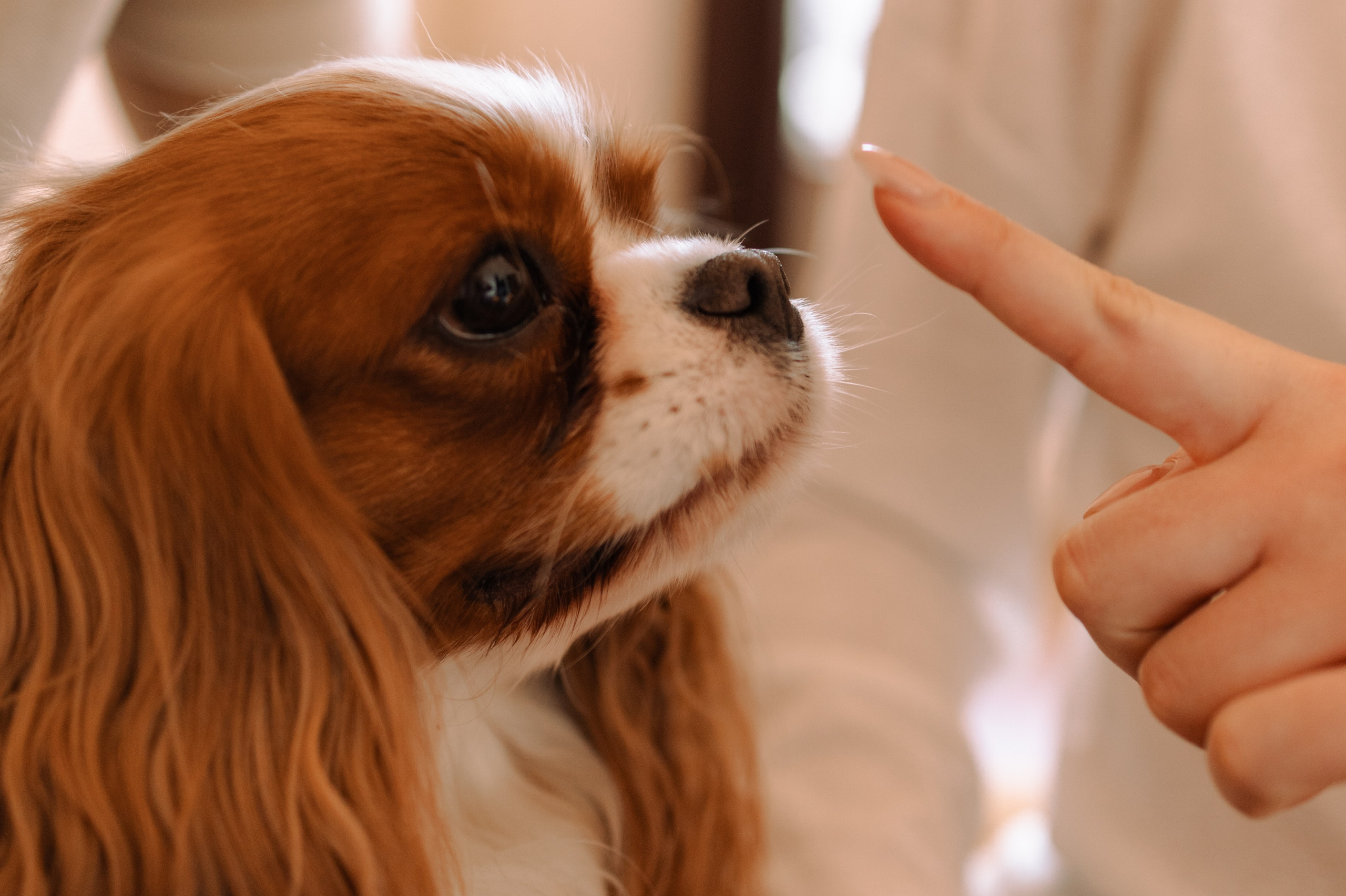 Шерри и ее семья. Фотограф — Анималист | Санкт-Петербург