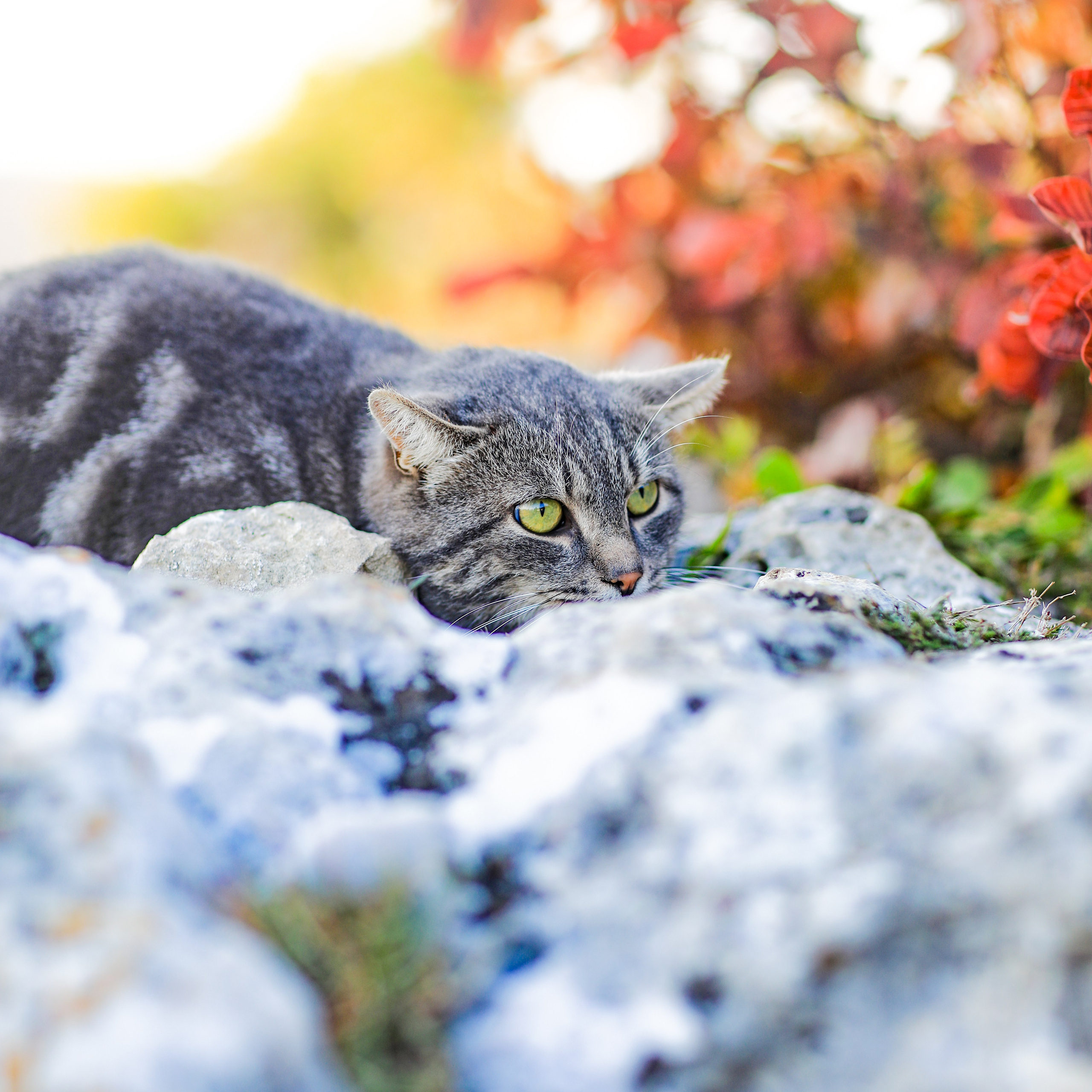 ШУЛДАН. Фотограф Севастополь/Крым Светлана Евтушенко