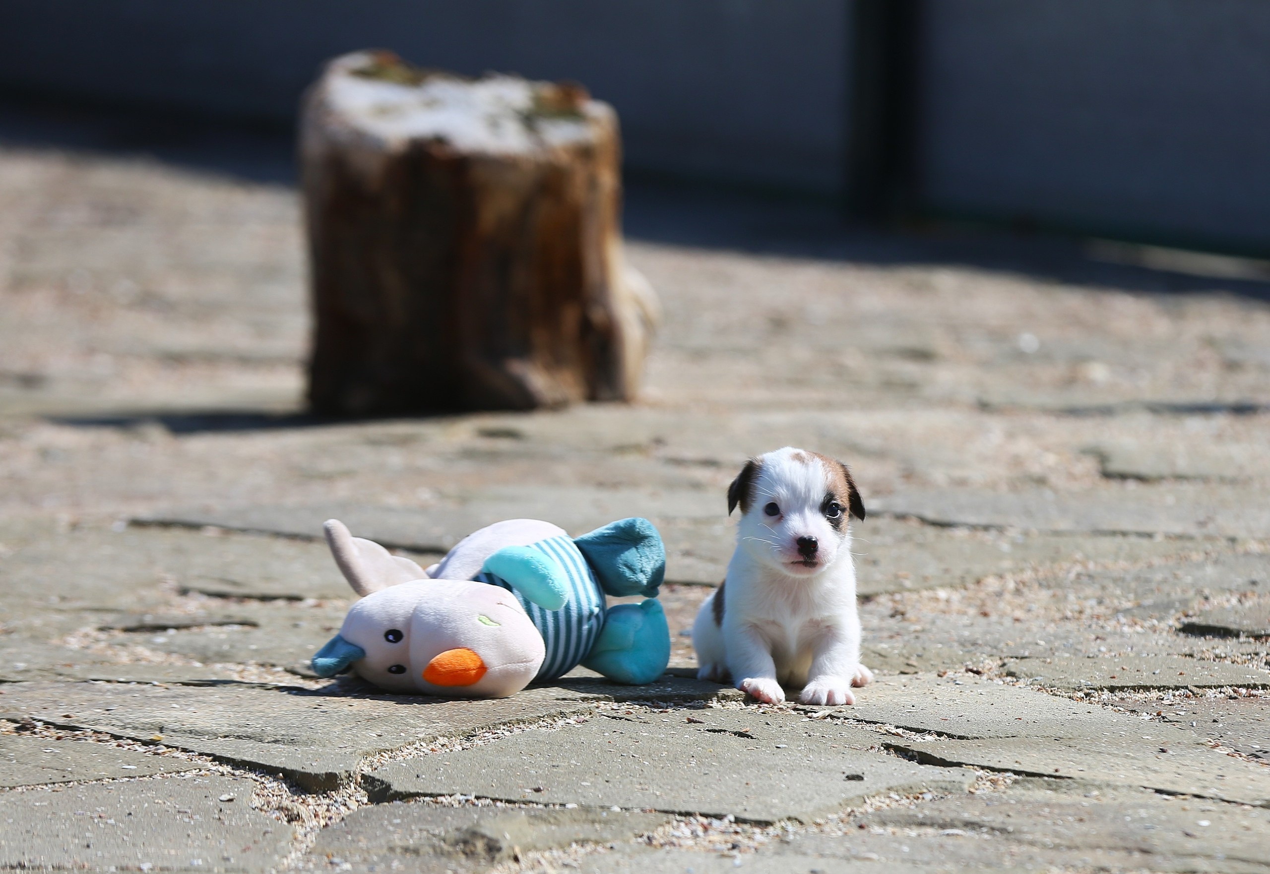 Общий альбом. Lovely-Orange питомник джек рассел терьеров