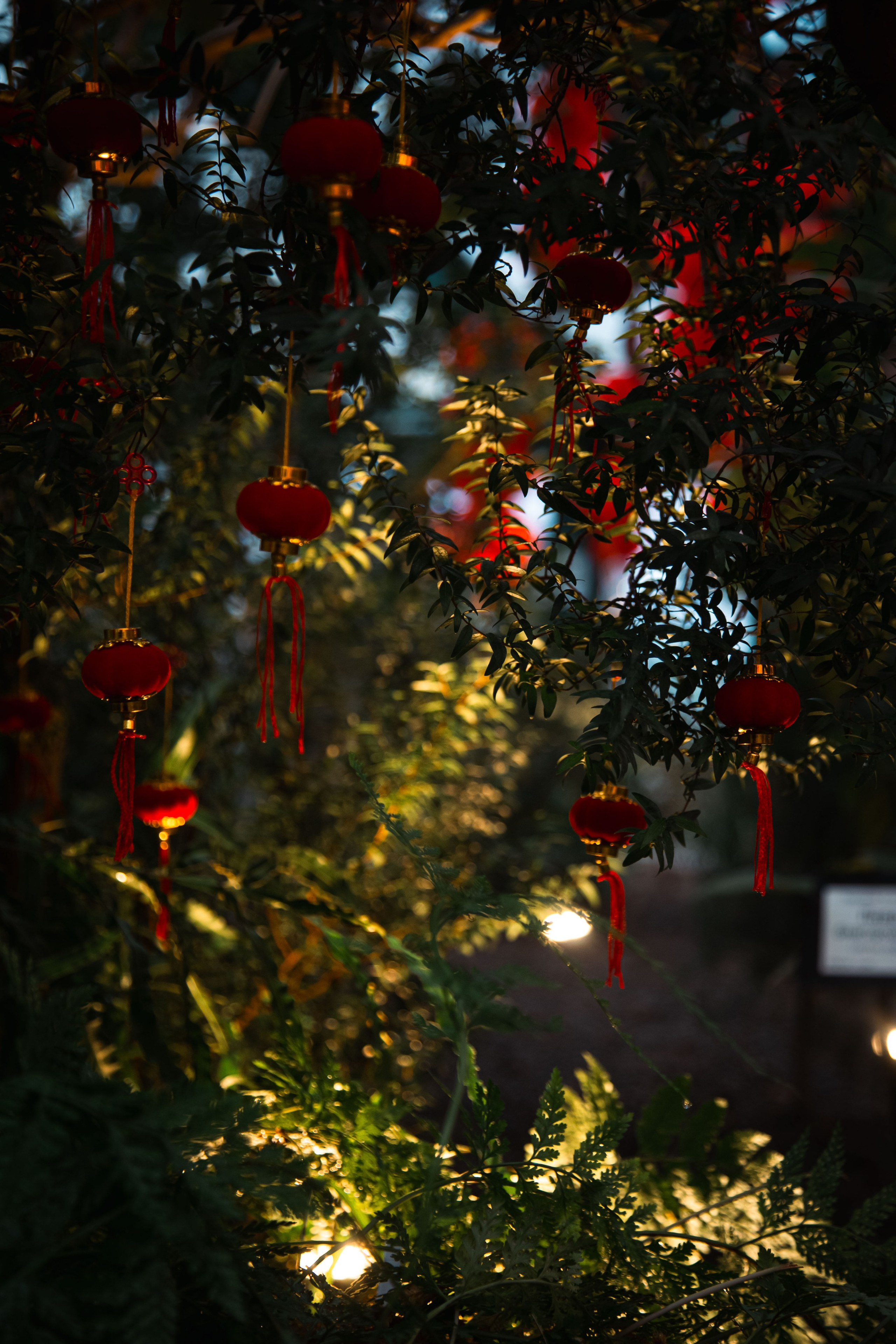 Китайский новый год 2025. Dmitriy [KCCC] is a pretty cool photographer