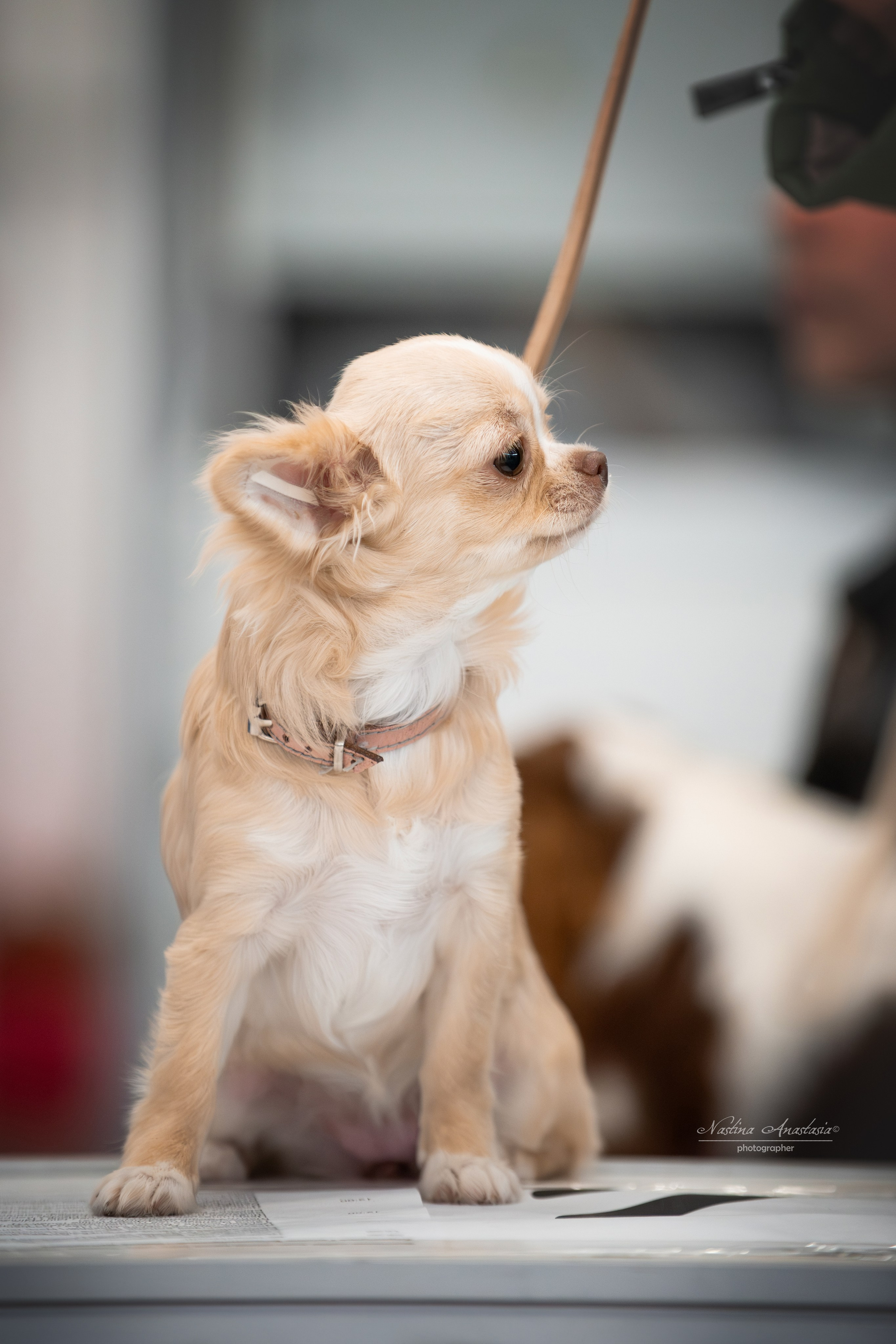 Выставки. Фотограф — Анималист