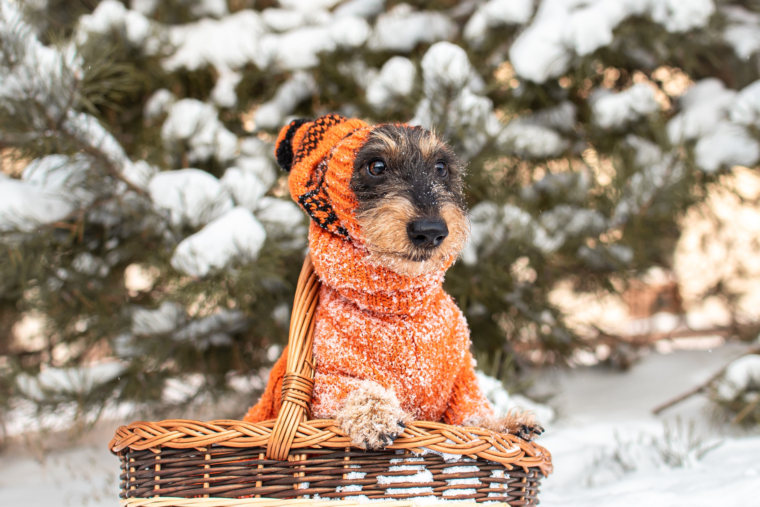 Фотограф Анималист. Фотограф Макс Огурцов в Нижнем Новгороде