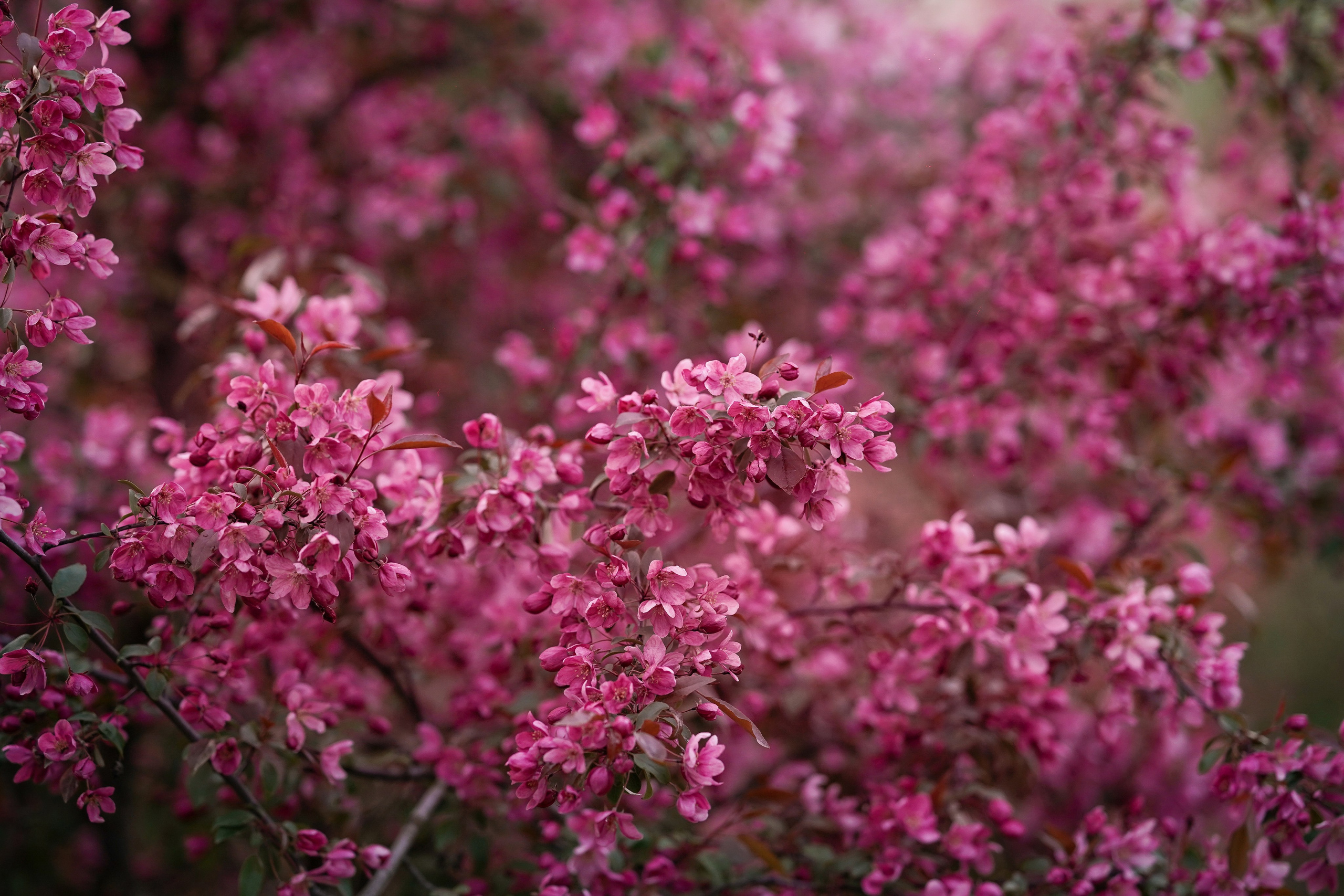 Панда в Яблоневом саду. Фотограф-анималист в Санкт-Петербурге Яна Мартынова
