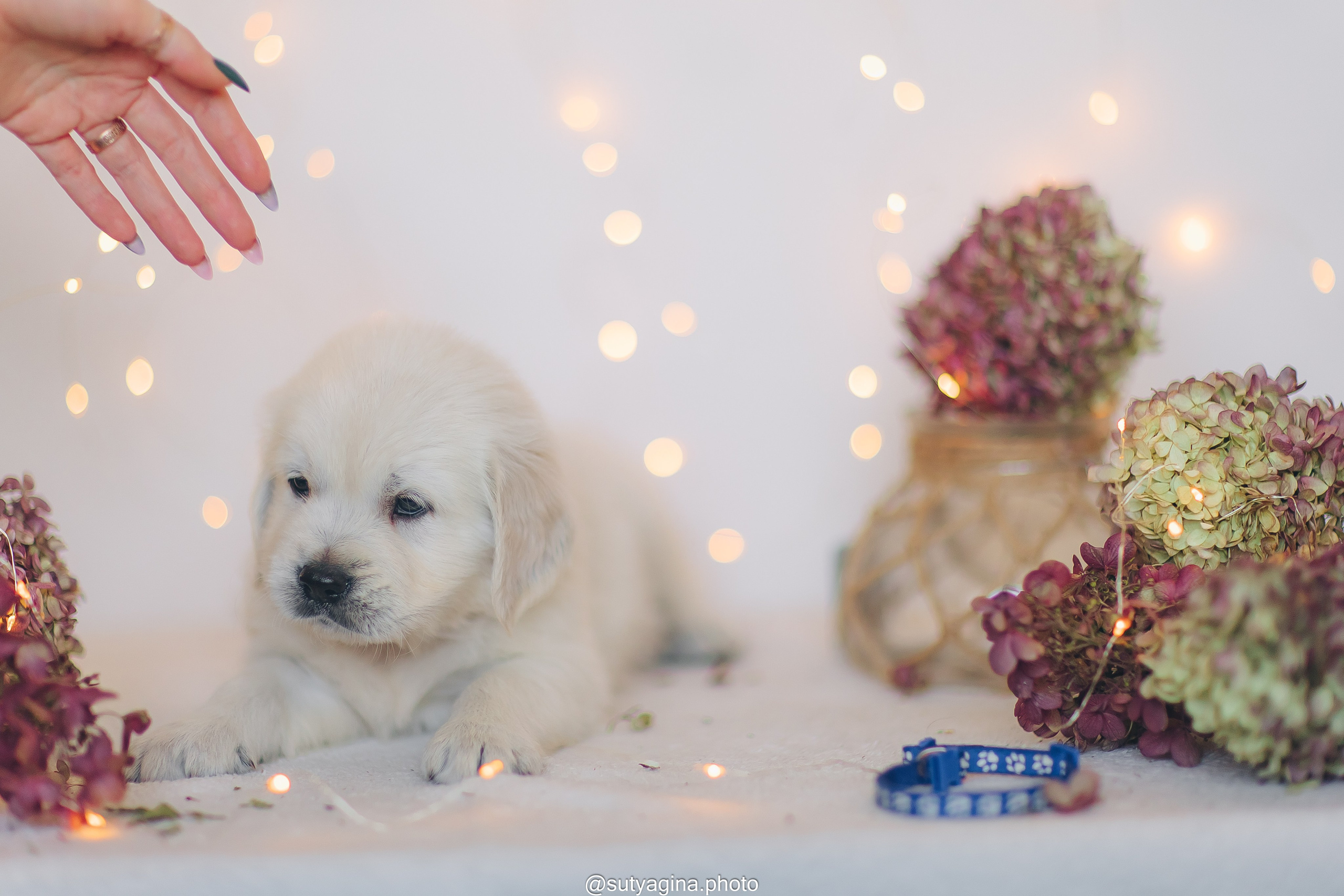 Синий ошейник. Свадебный и женский фотограф