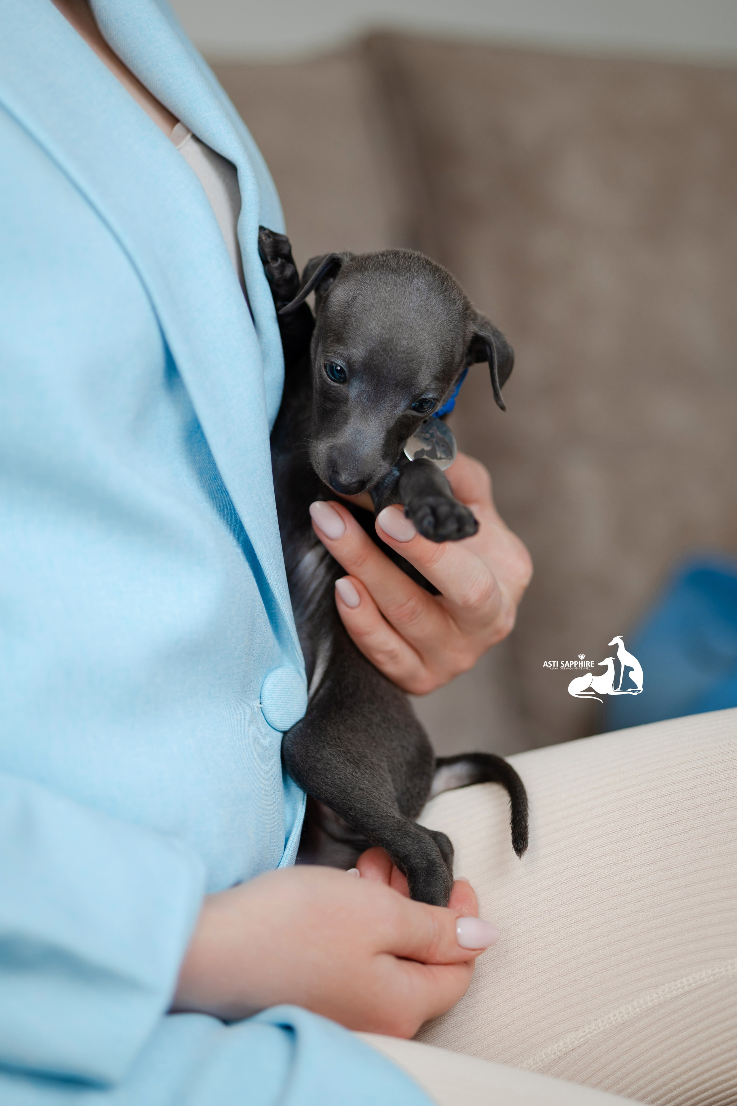 Весенние крошки. Professional Italian Greyhound Kennel RKF/FCI ASTI SAPPHIRE 💎 Sochi|St. Petersburg
