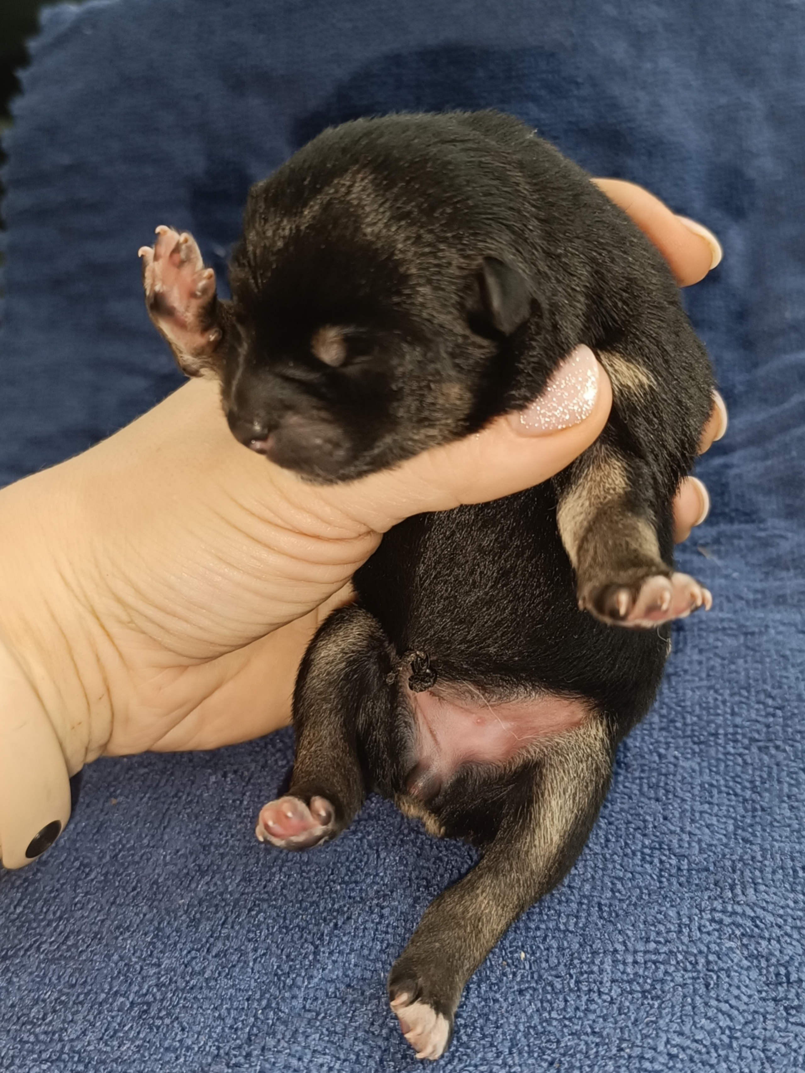 сиба питомник Рубилайт щенки на продажу rubylight  сиба щенки купить СПб Санкт-Петербург 